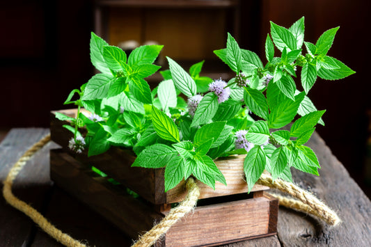 50 WHITE WOOD MINT Mentha Arvensis Wild Field Herb Flower Seeds