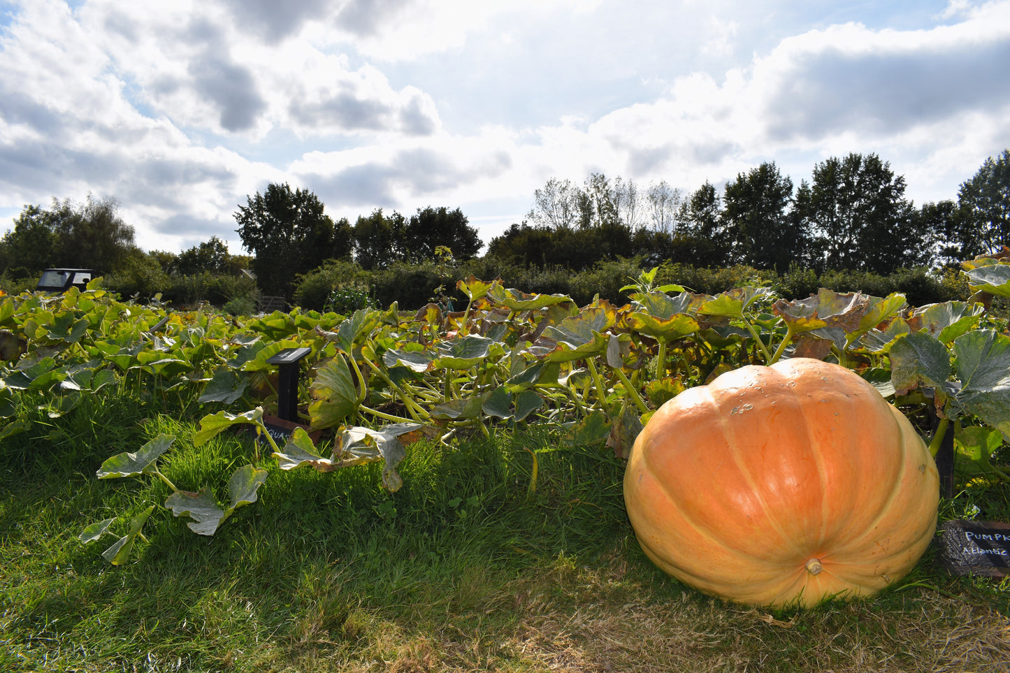 10 Dill's ATLANTIC GIANT PUMPMKIN Up to 2000 lb Cucurbita Vegetable Seeds