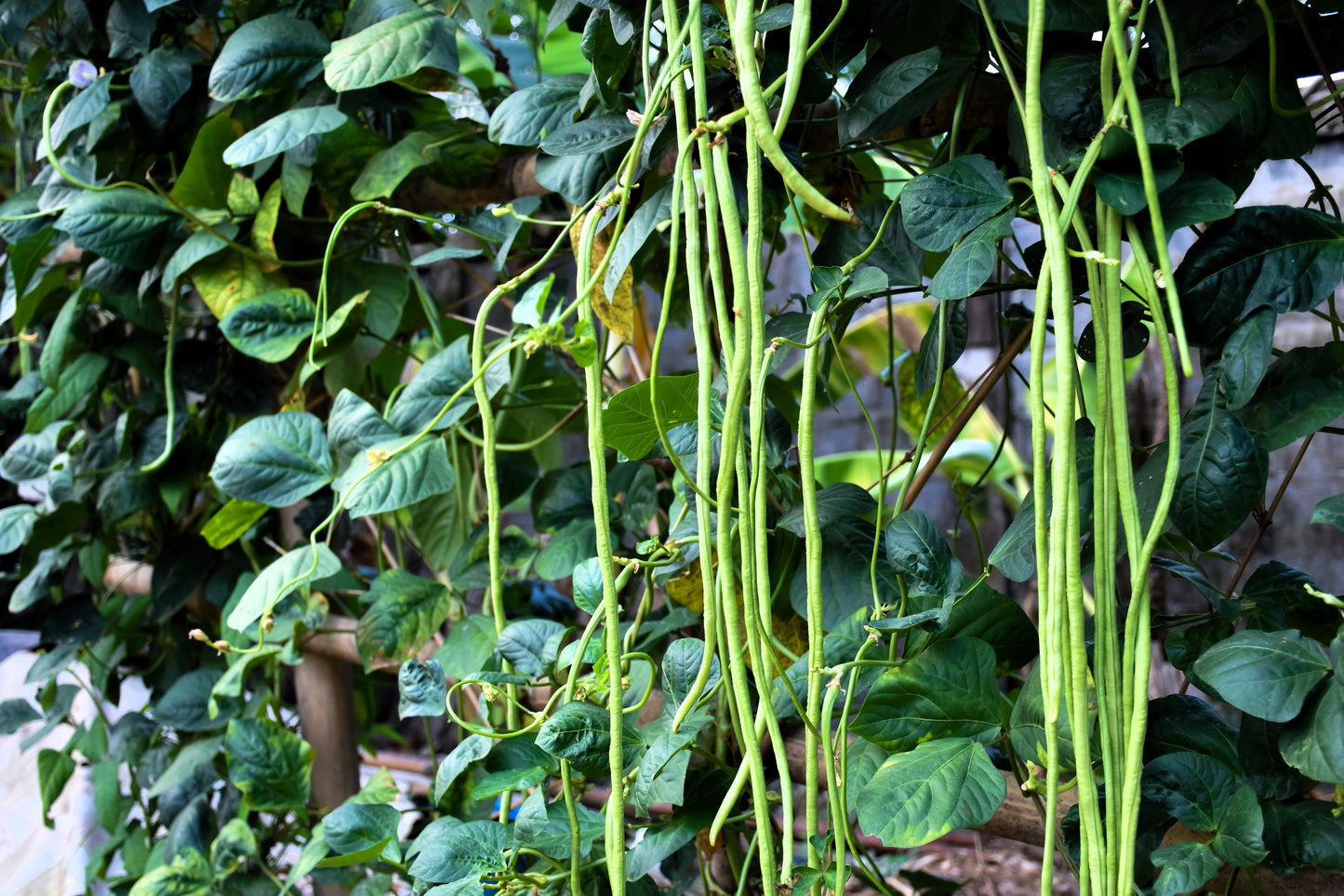 30 YARD LONG BEAN Asparagus Bean Cowpea Phaseolus Vulgaris Vegetable Seeds