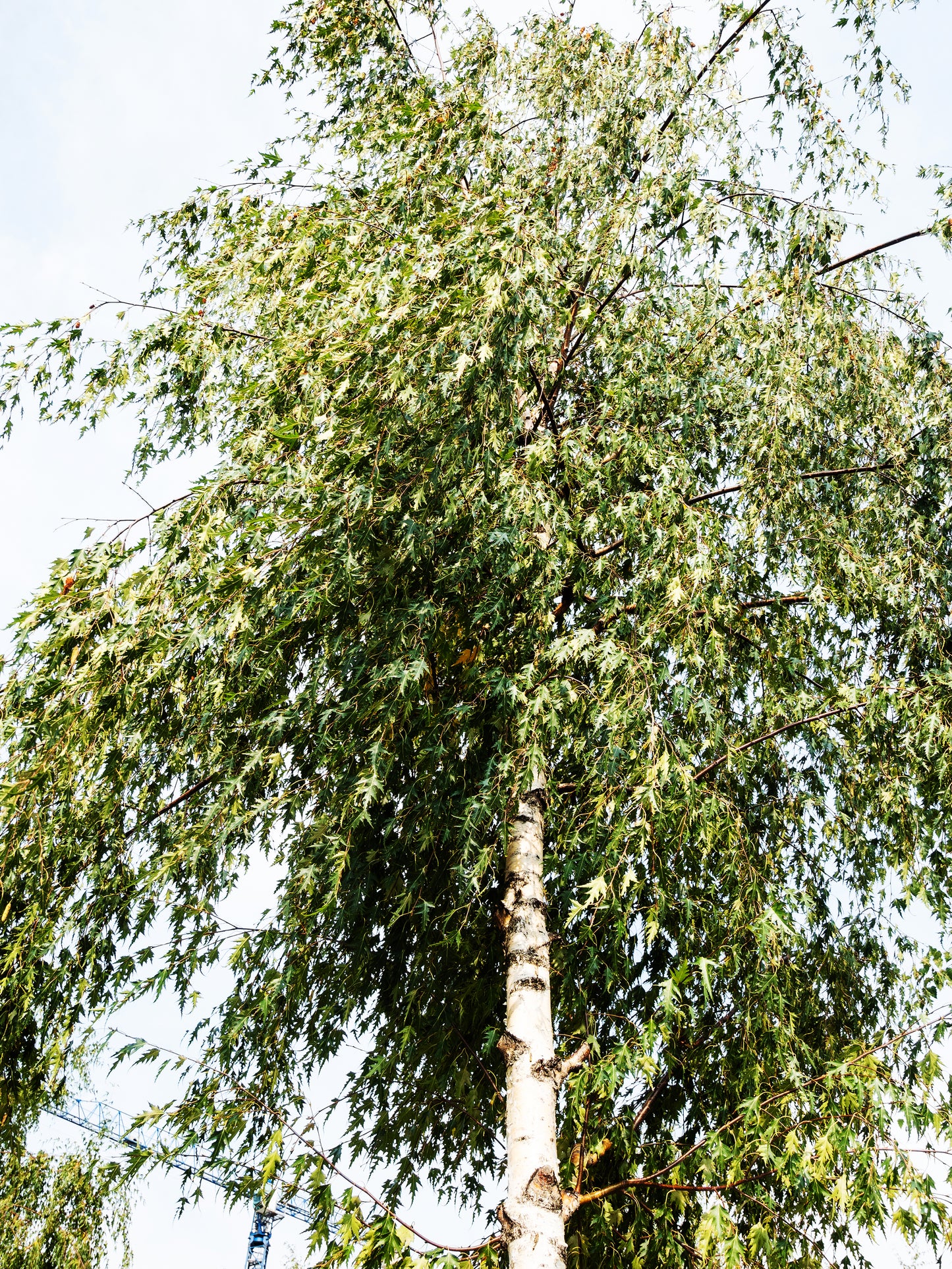 50 SILVER WEEPING BIRCH Tree White European Betula Pendula Alba Seeds