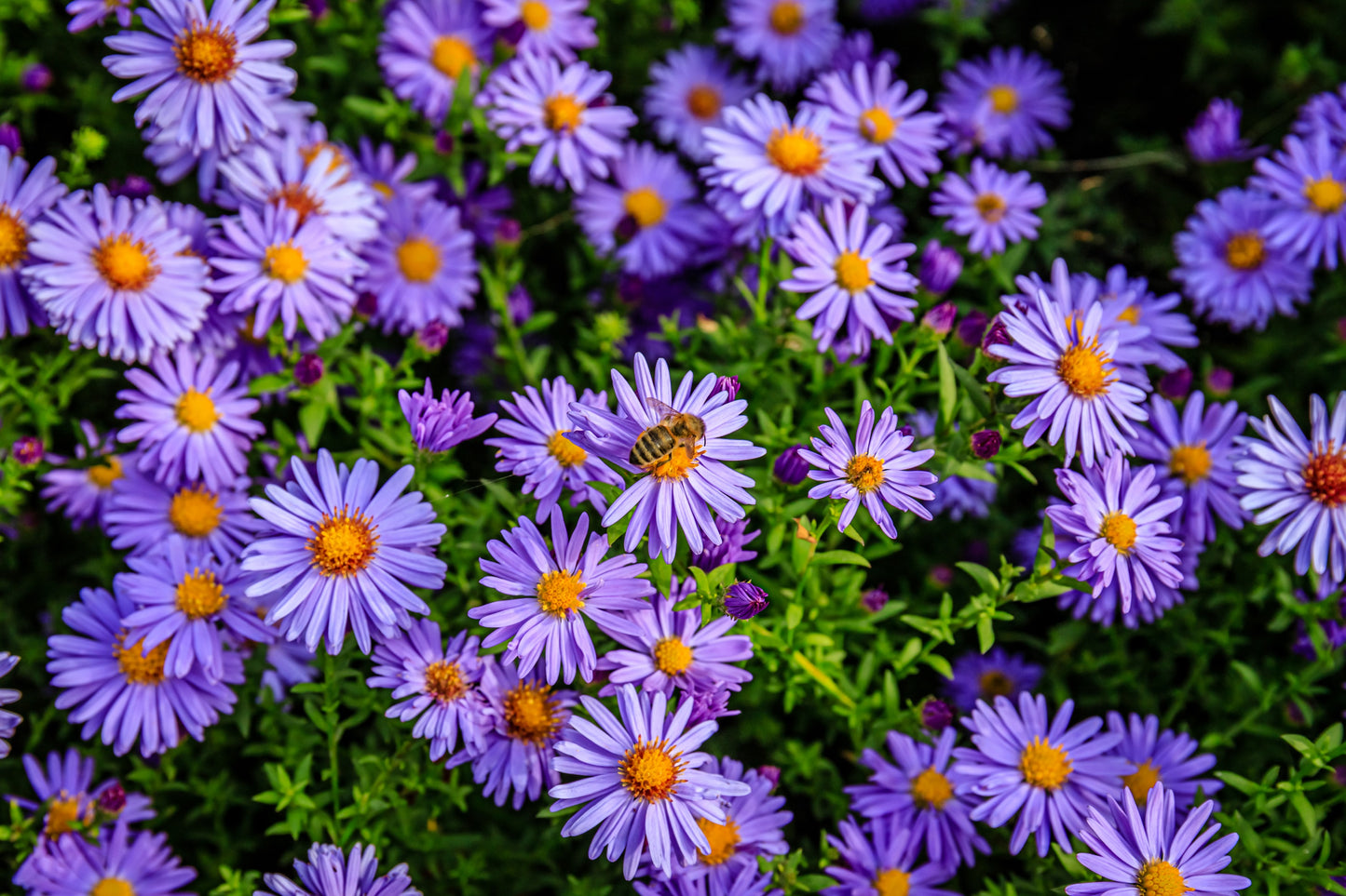 50 Blue RICE BUTTON ASTER Dumosus Flower Seeds