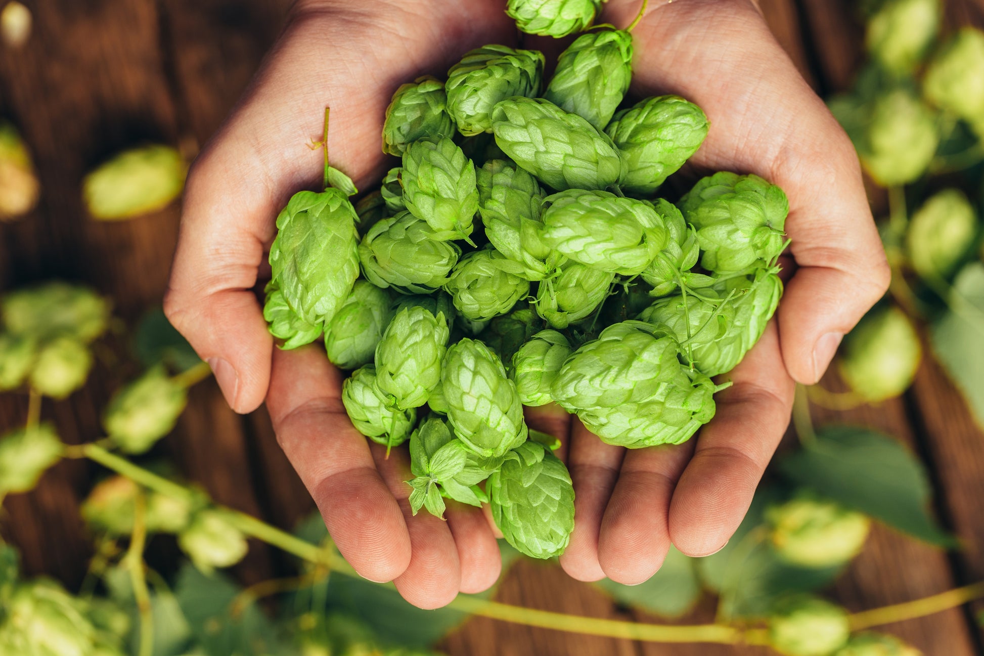 hops plant seeds 25 COMMON HOPS European Humulus Lupulus Vine Seeds Beer Making Ingredient Seeds