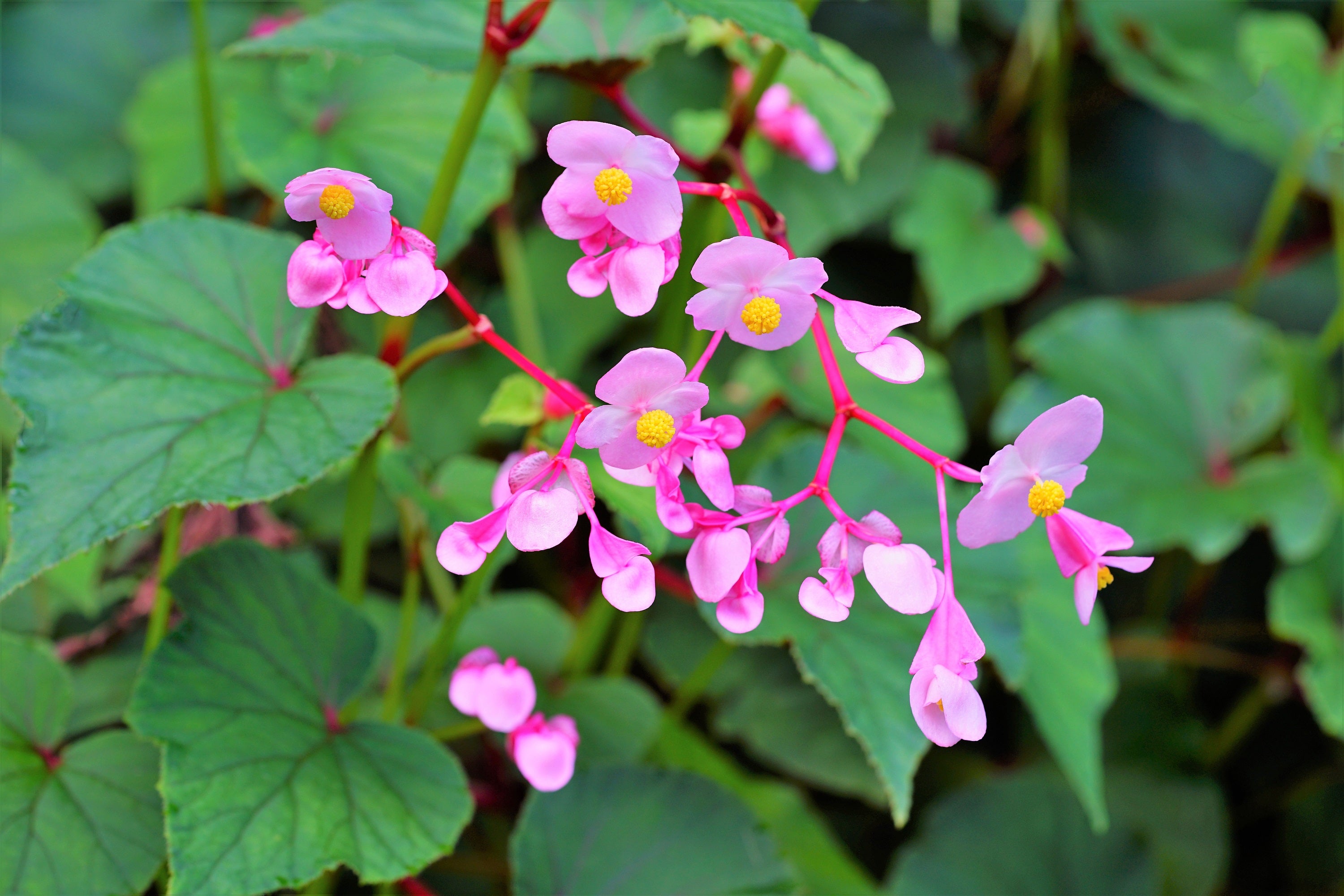 Begonia perennial deals