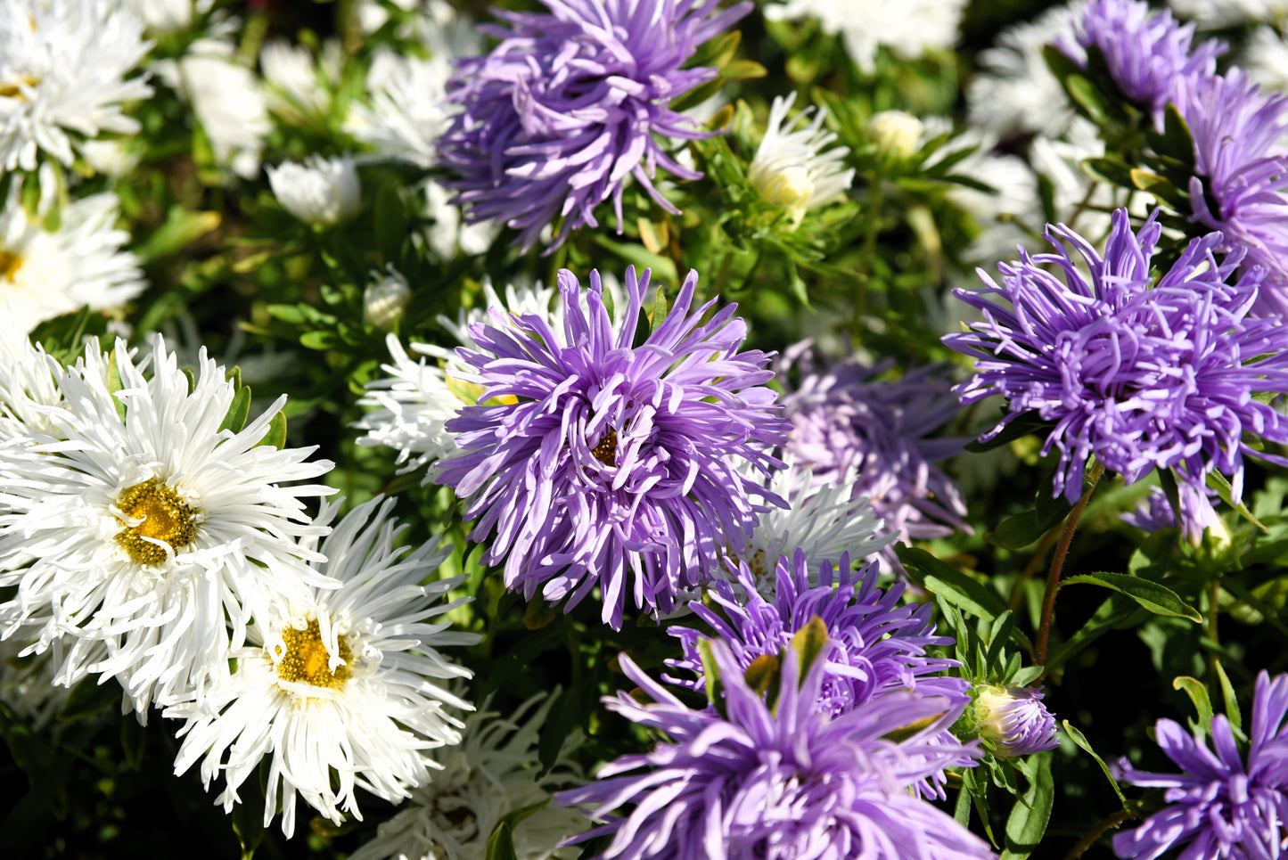 50 Mixed OSTRICH PLUME ASTER Feather Spider Callistephus Chinensis Flower Seeds