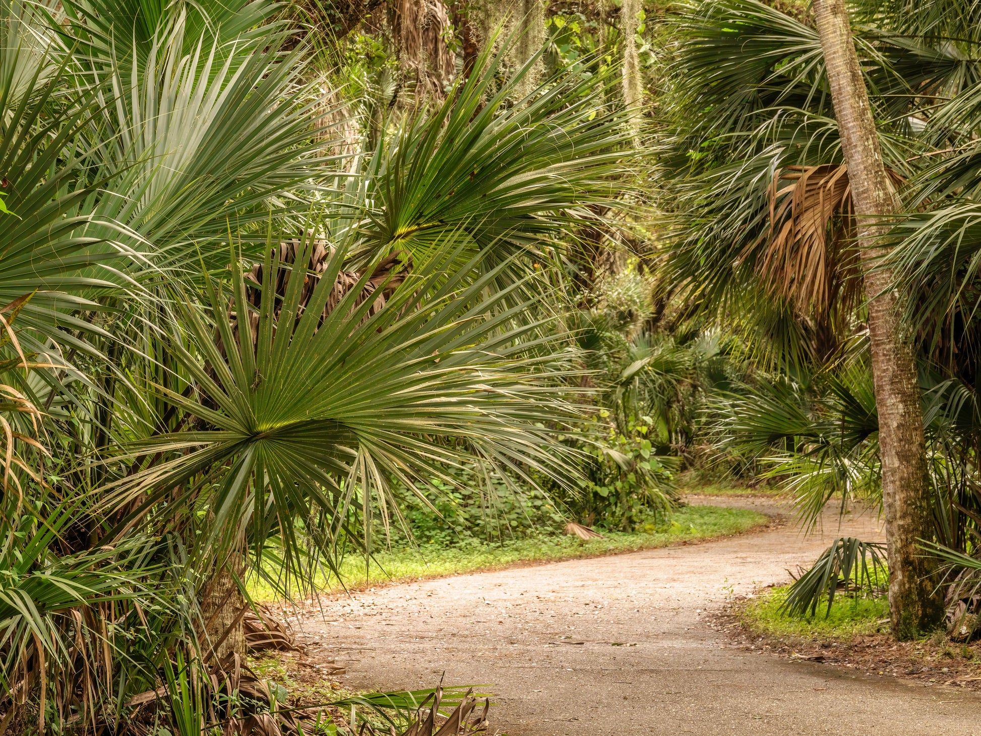 saw palmetto seeds for planting 5 GREEN SAW PALMETTO Serenoa Repens American Dwarf Palm Tree Shrub Edible Fruit Sun or Shade Seeds