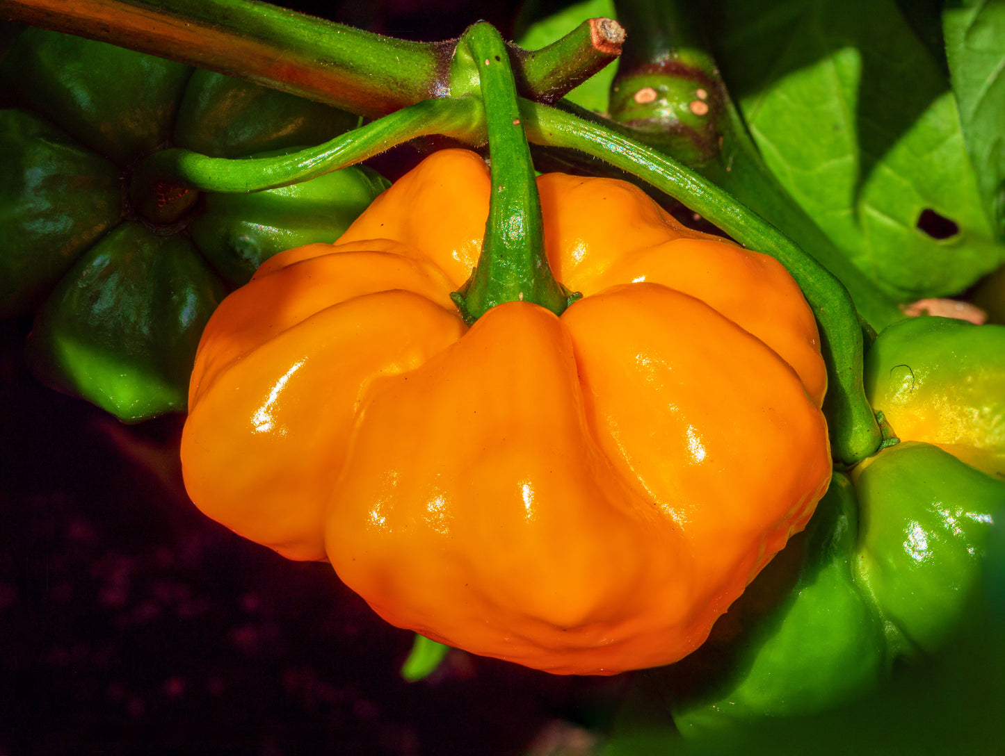 40 Yellow JAMAICAN HOT PEPPER Capsicum Chinense Scotch Bonnet Vegetable Seeds