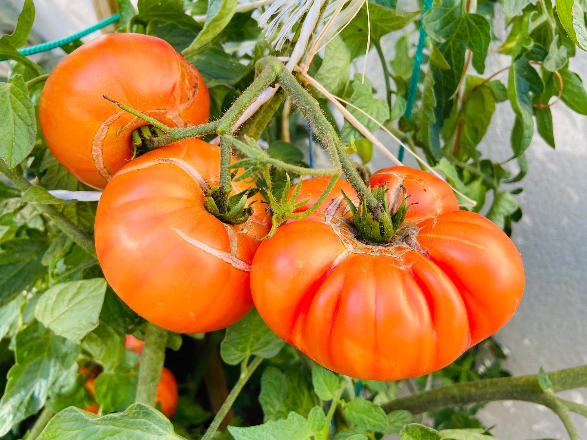 pineapple tomato plant height 50 PINEAPPLE TOMATO Heirloom Beefsteak Indeterminate Solanum Fruit Veg – Seedville USA
