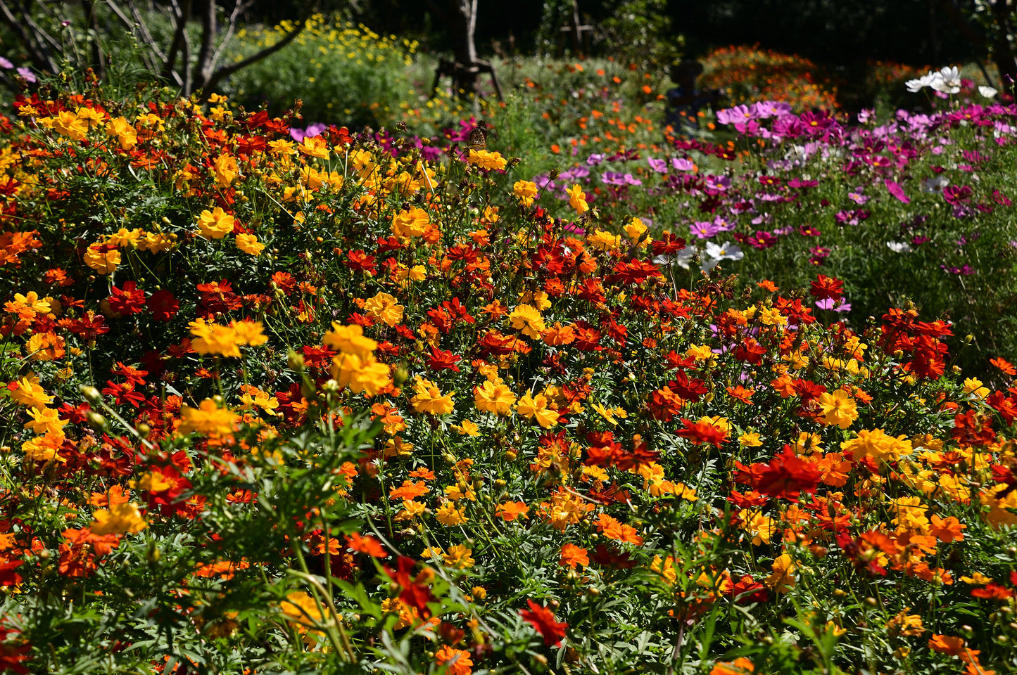 300 BRIGHT LIGHTS COSMOS Mix Mixed Colors Red Orange Yel Bipinnatus Flower Seeds