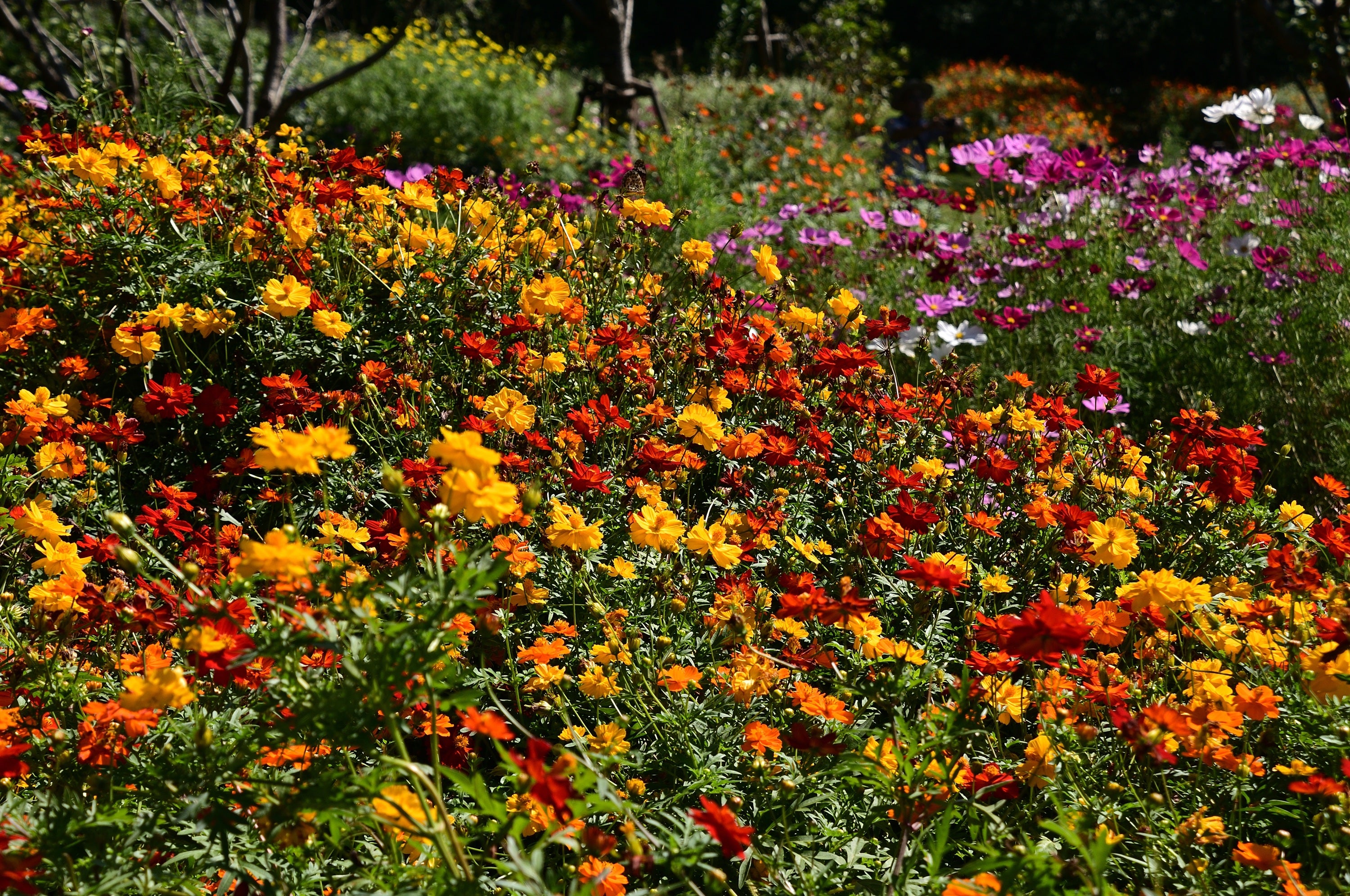 300 BRIGHT LIGHTS COSMOS Mix Mixed Colors Red Orange Yel