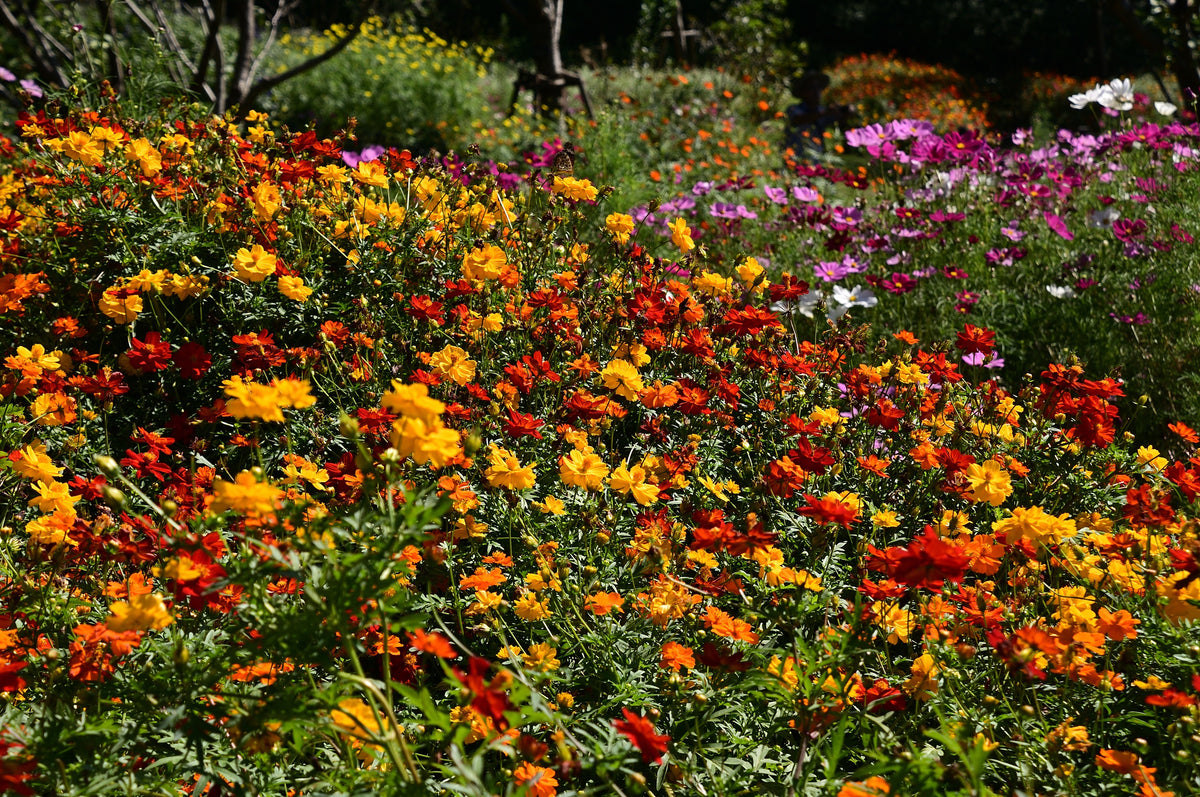 300 BRIGHT LIGHTS COSMOS Mix Mixed Colors Red Orange Yel Bipinnatus Flower Seeds