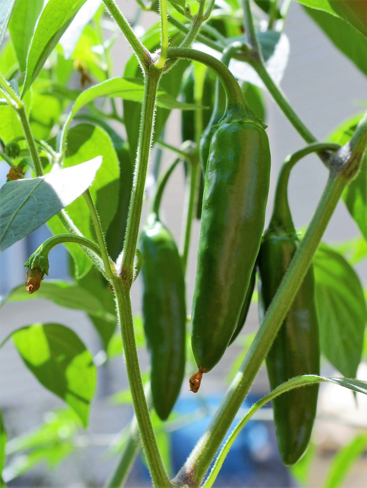 400 HOT JALAPENO PEPPER Capsicum Annuum Mexican Chili Vegetable Seeds