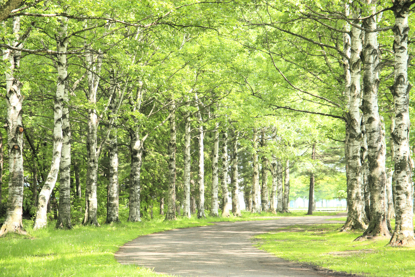 100 WHITE Japanese BIRCH TREE Betula Platyphylla Japonica Seeds