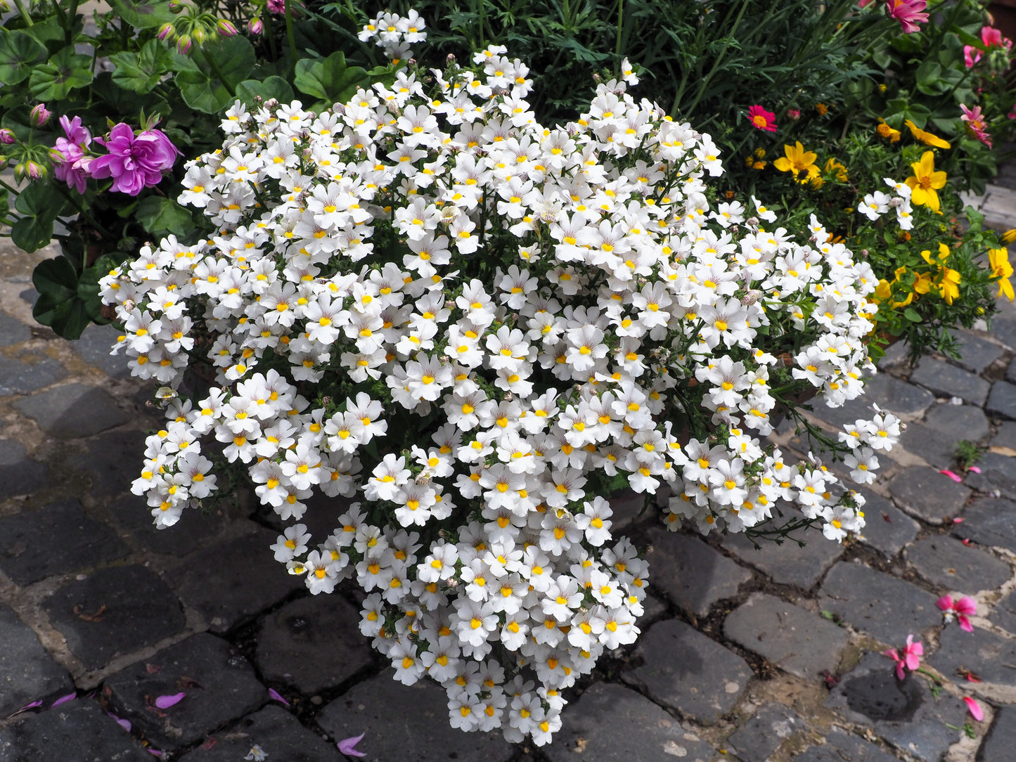 50 WHITE KNIGHT NEMESIA Strumosa Flower Seeds