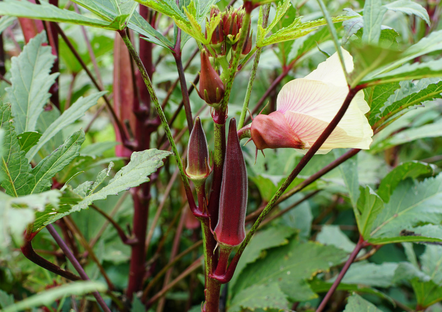 150 RED BURGUNDY OKRA Abelmoschus Esculentus Vegetable Seeds