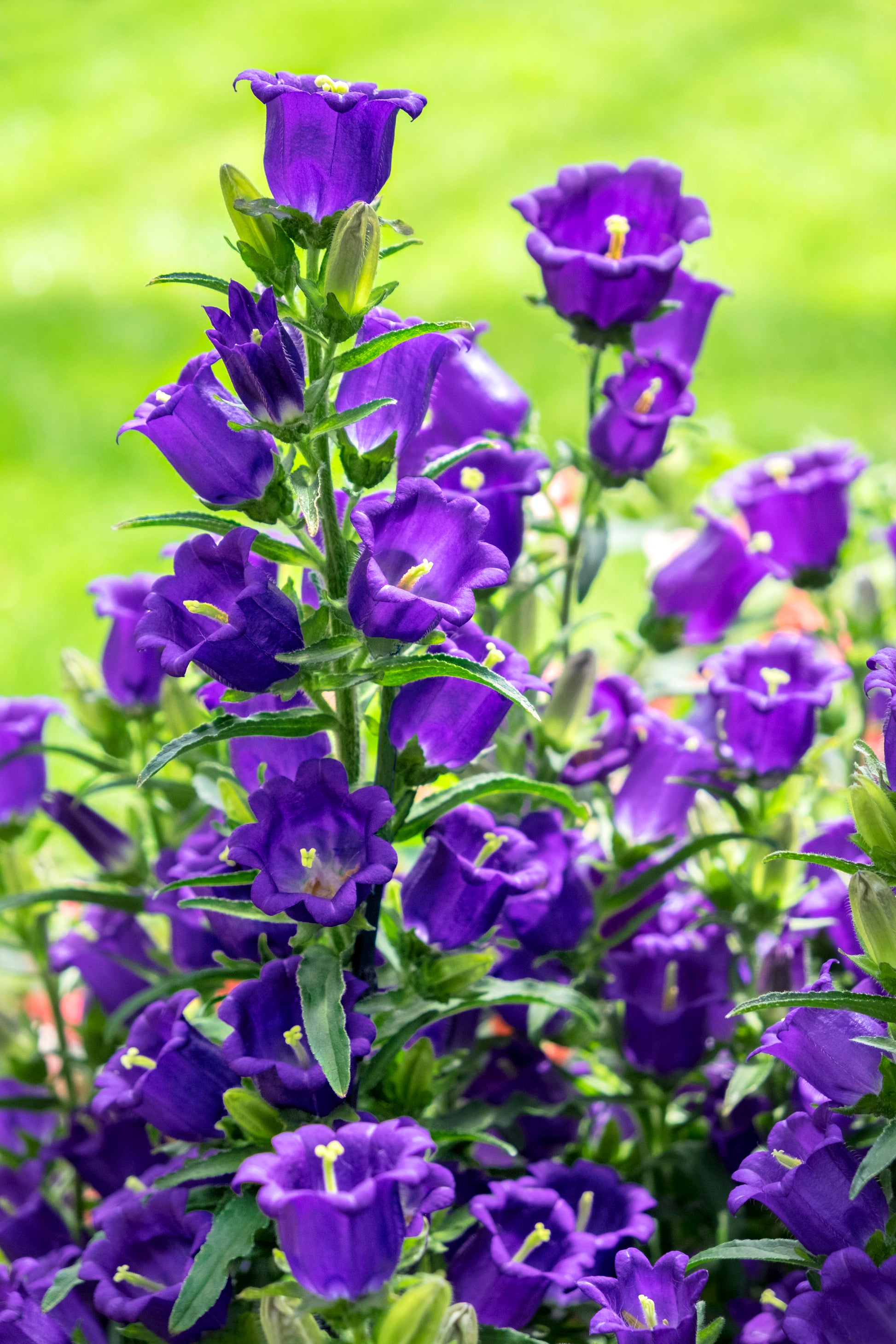 campanula flower seeds 200 Blue CANTERBURY BELLS