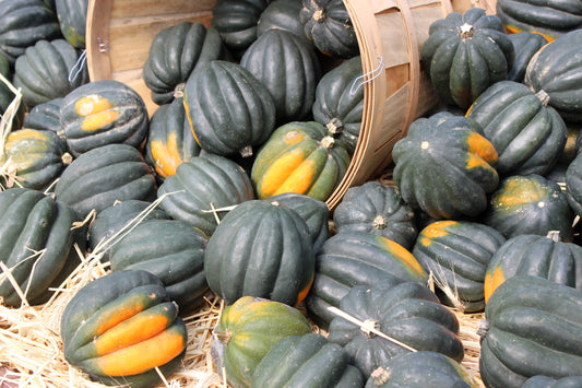 50 Table Queen ACORN SQUASH Winter Cucurbita Pepo Vegetable Seeds