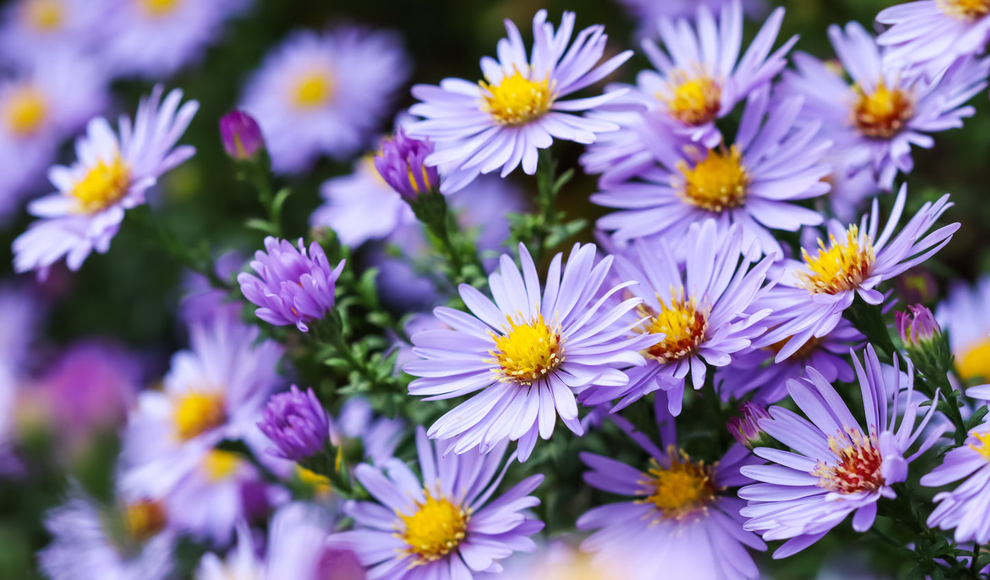 50 Blue RICE BUTTON ASTER Dumosus Flower Seeds