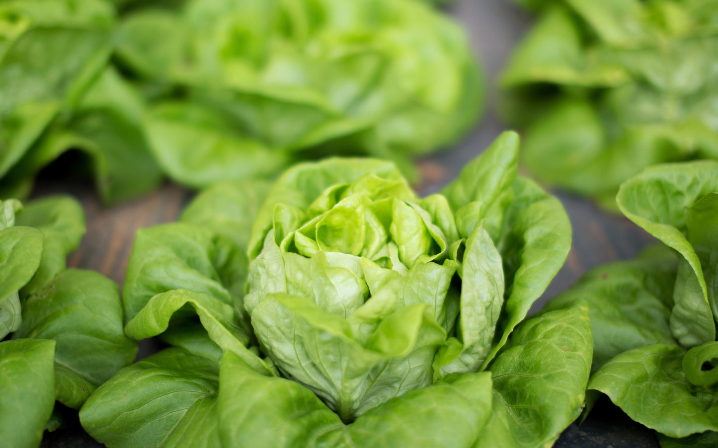 3000 WHITE BOSTON LETTUCE 12" Green Butterhead Lactuca Sativa Vegetable Seeds