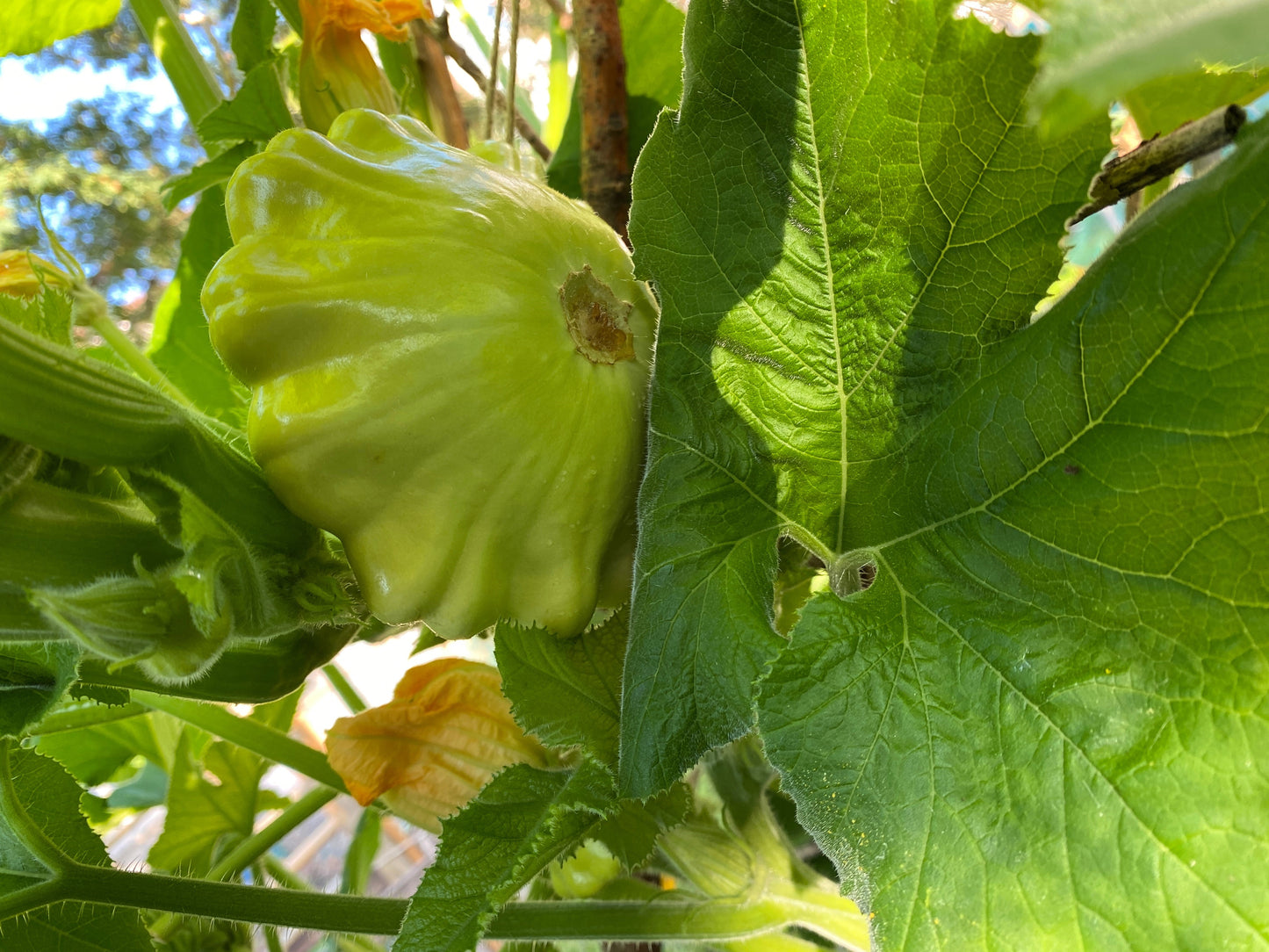 20 Green Tint BUSH SCALLOP SQUASH (Patty Pan / Paty Pan / Squanter Squash) Summer Cucurbita Pepo Vegetable Seeds