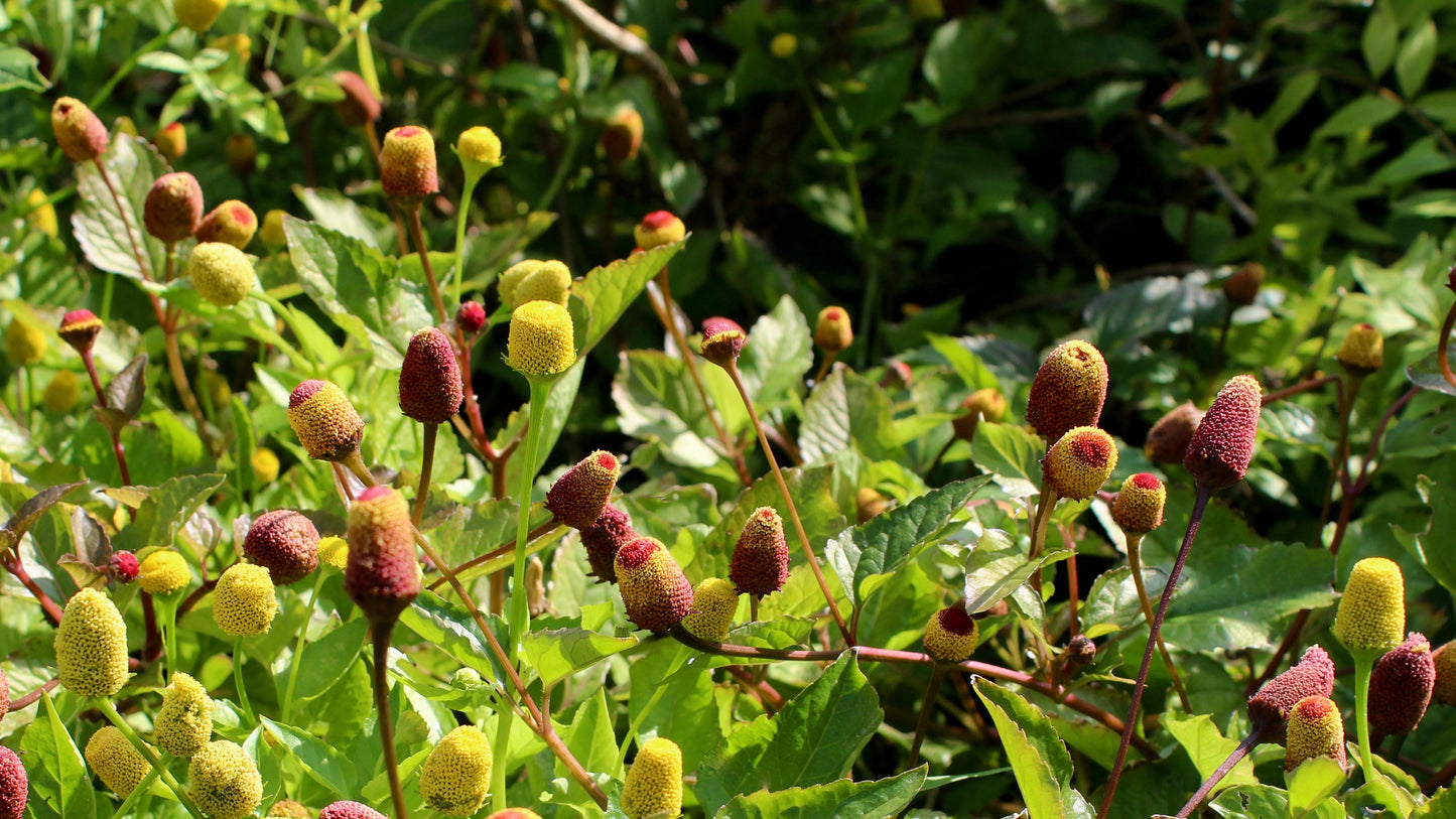 100 TOOTHACHE / EYEBALL PLANT Spilanthes Oleracea Red & Yellow Flower Herb Seeds