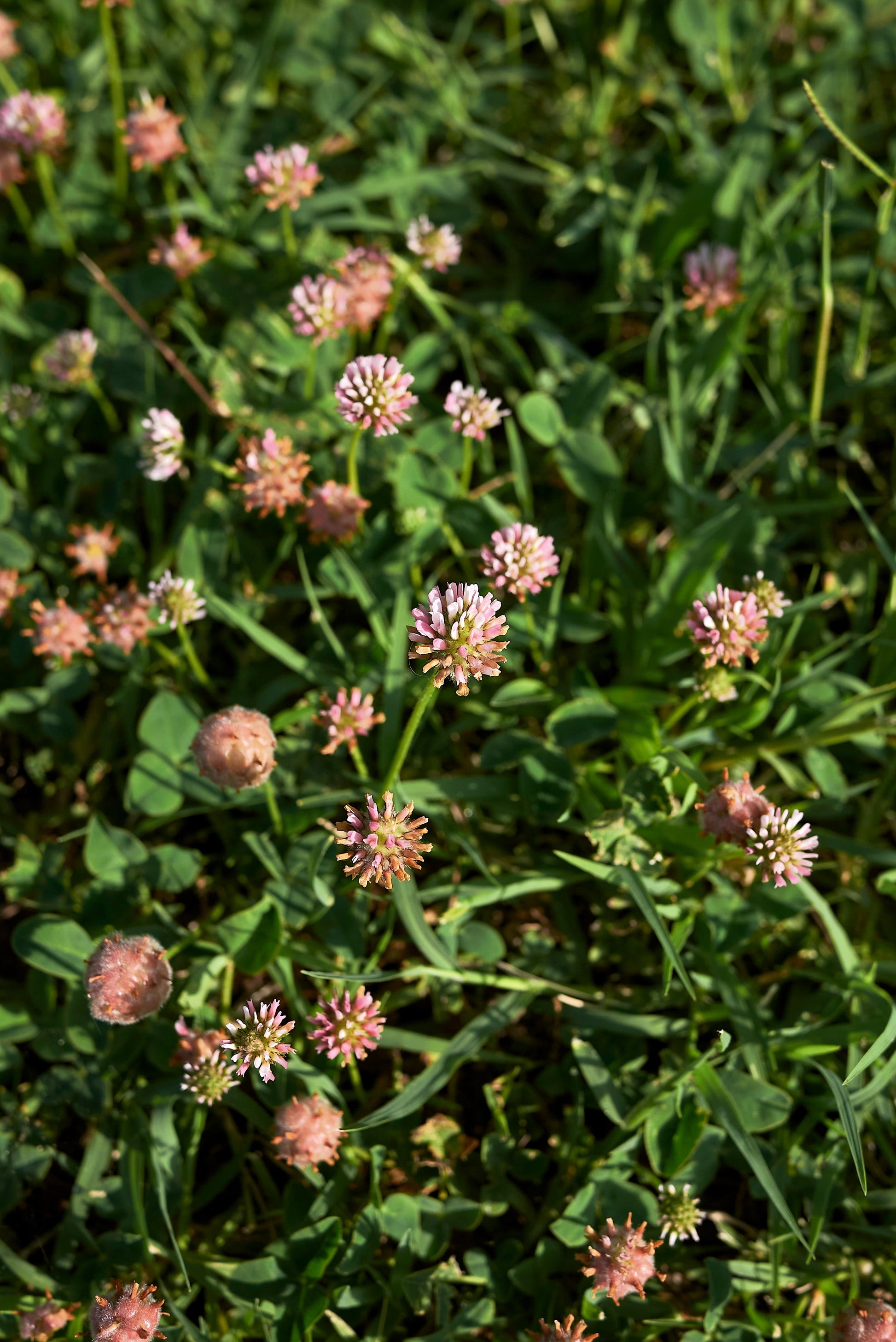 palestine strawberry clover seed 300 STRAWBERRY HEADED CLOVER Palestine Trifolium Fragiferum Pink Flower Seeds