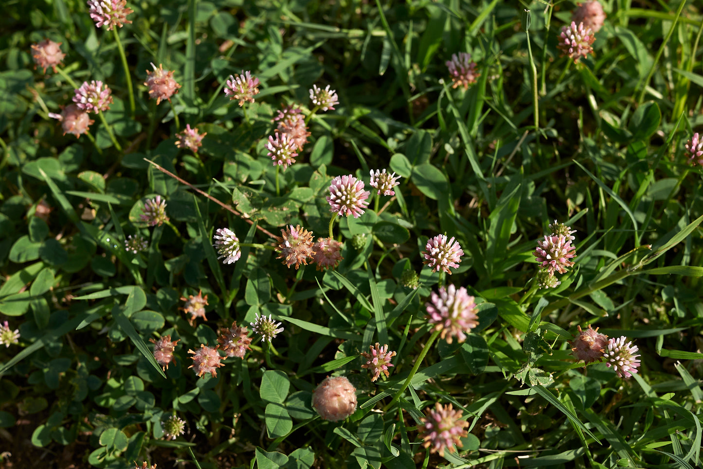 300 STRAWBERRY HEADED CLOVER Palestine Trifolium Fragiferum Pink Flower Seeds