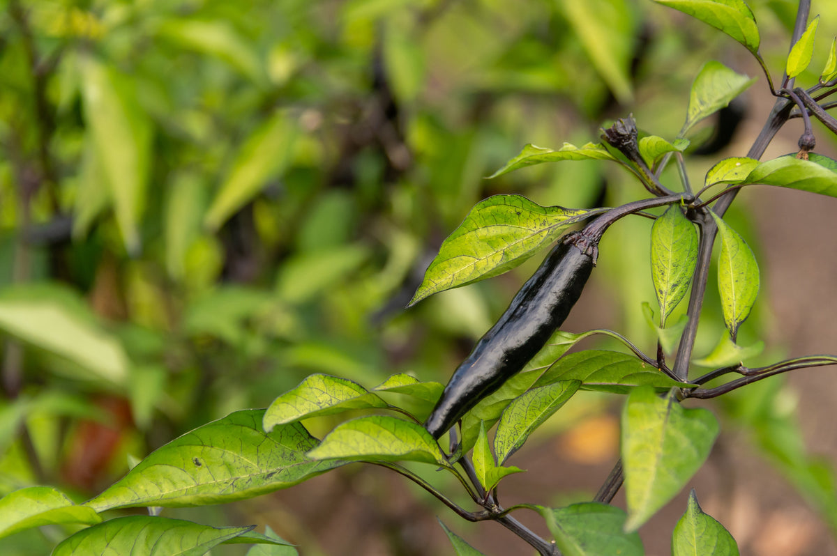 50 PASILLA BAJIO PEPPER Mexican Chilaca Chile Negro Capsicum Annuum Vegetable Seeds