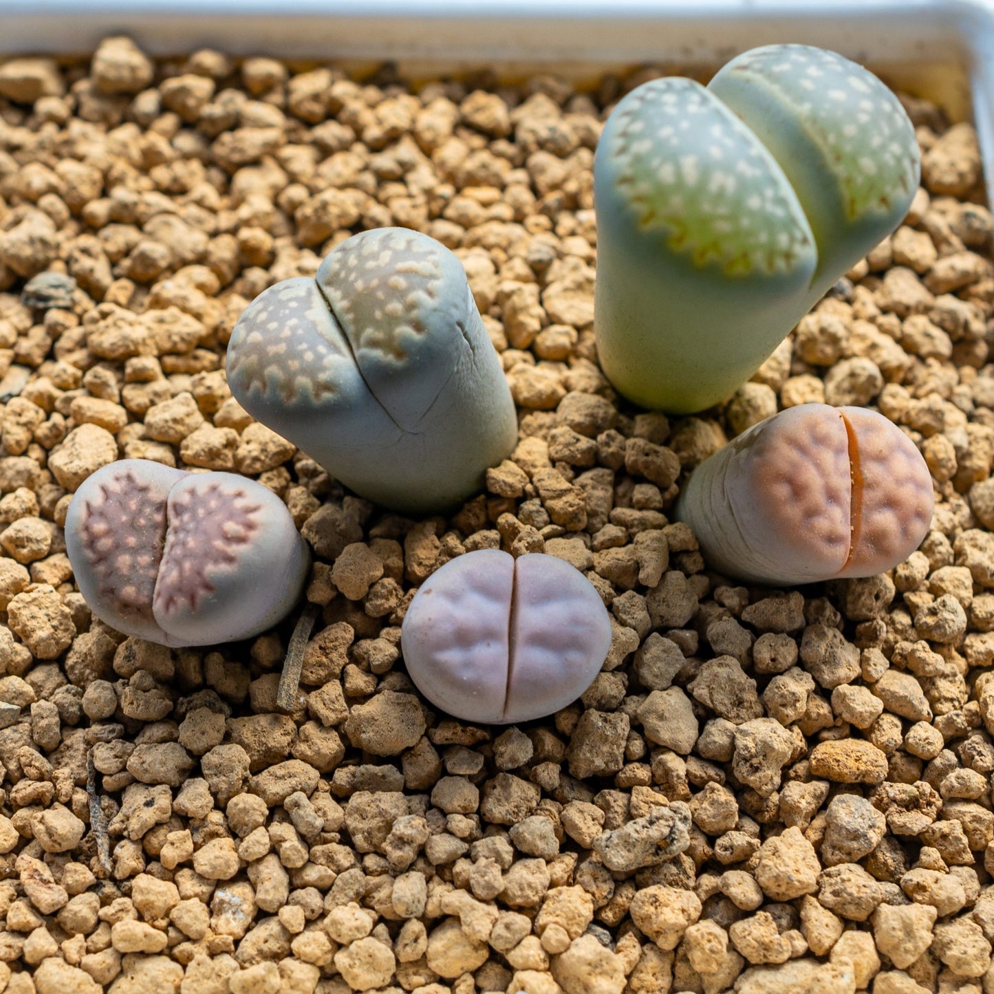 10 LIVING STONE / LITHOPS Mixed Colors Pebble Houseplant Flower Seeds