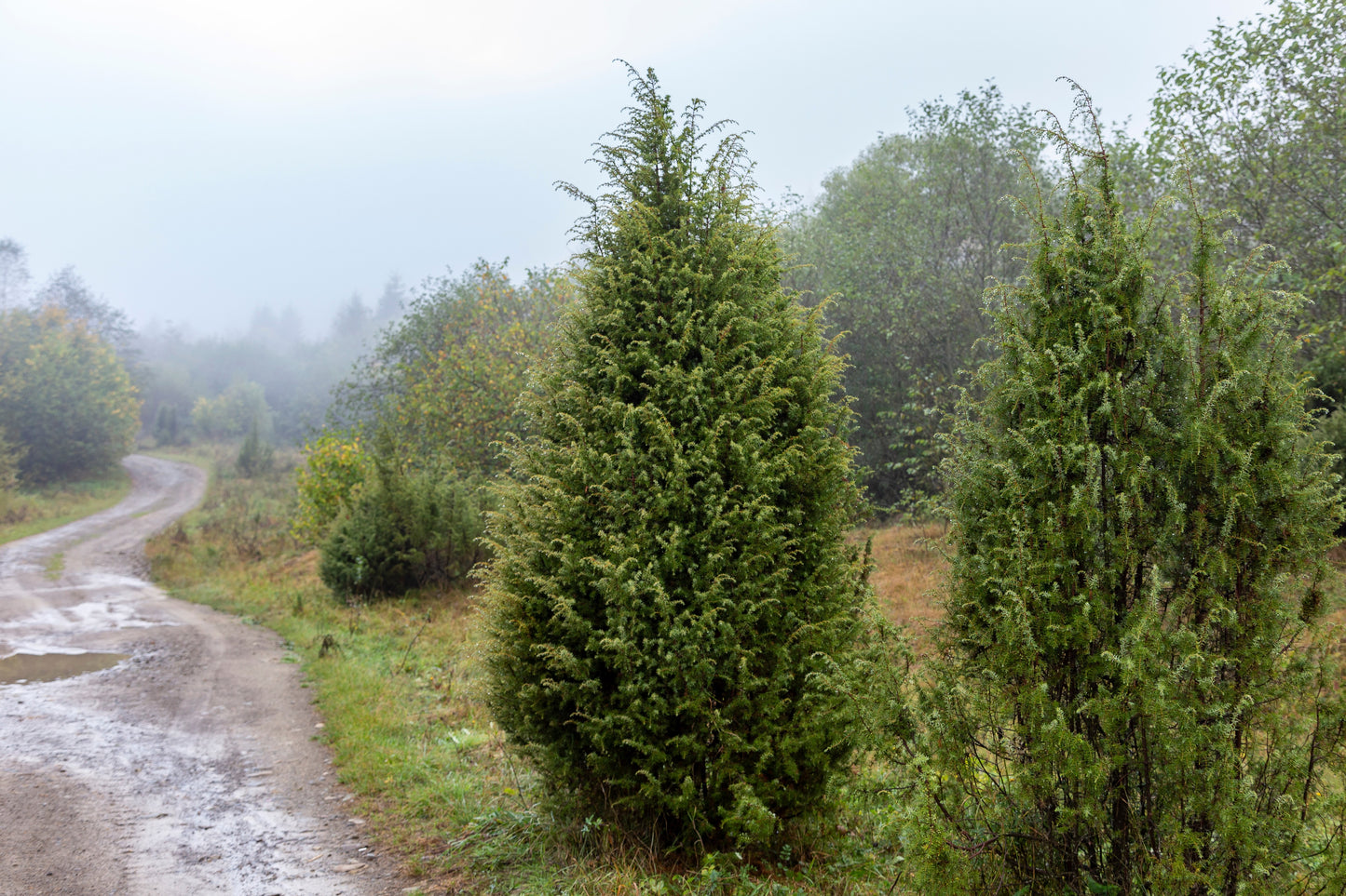 60 Organic Seeds COMMON JUNIPER (20 Berries) Juniperus Communis Tree Shrub Evergreen Conifer Blue Berry Yellow Flower aka Gin Berry Pine