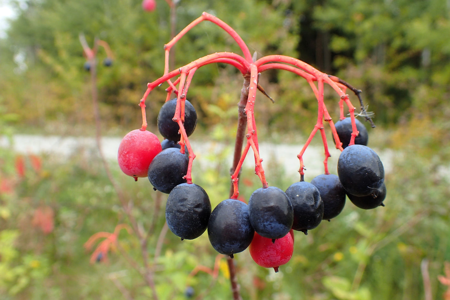 20 NANNYBERRY SWEET VIBURNUM Lentago Shrub Tree Blue Black Berry Fruit White Flower Seeds