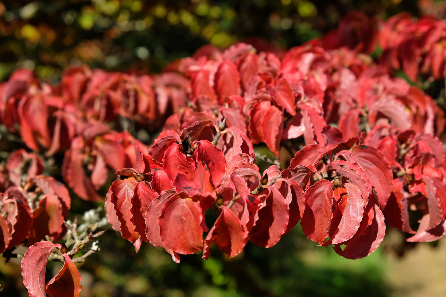 5 Flowering WHITE KOUSA DOGWOOD Cornus Kousa Tree Seeds