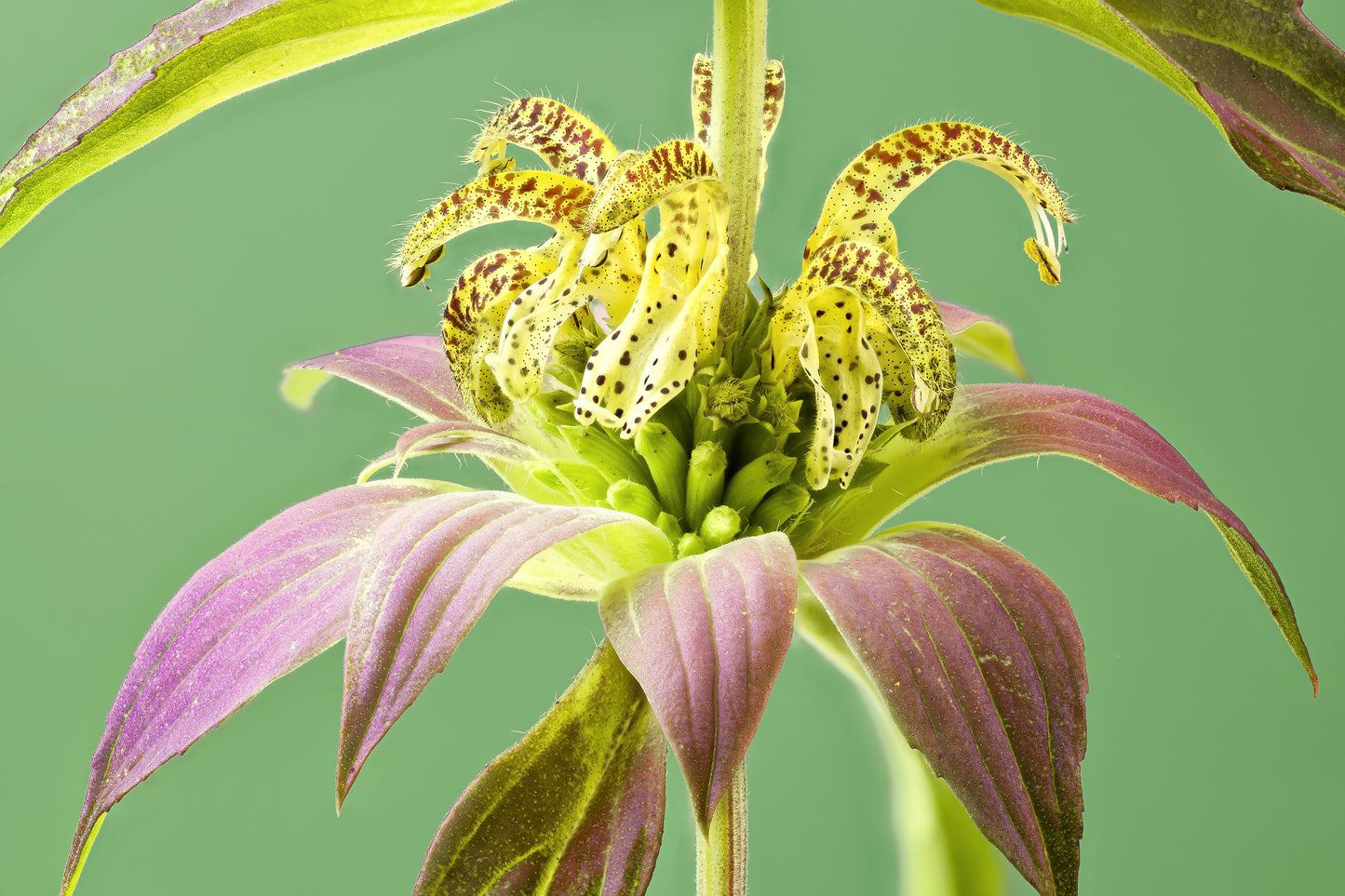 100 SPOTTED BEE BALM Monarda Punctata Flower Herb Horesemint Dotted Mint Seeds