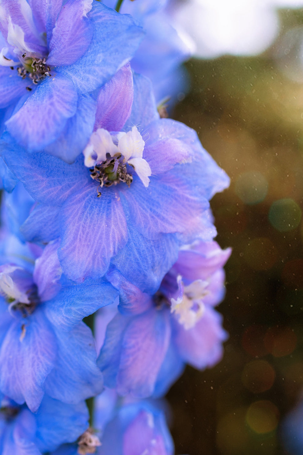 Delphinium Pixie Rockets 350 Blue with Pink ROCKET LARKSPUR DELPHINIUM Consolida Ajacis Seeds ...