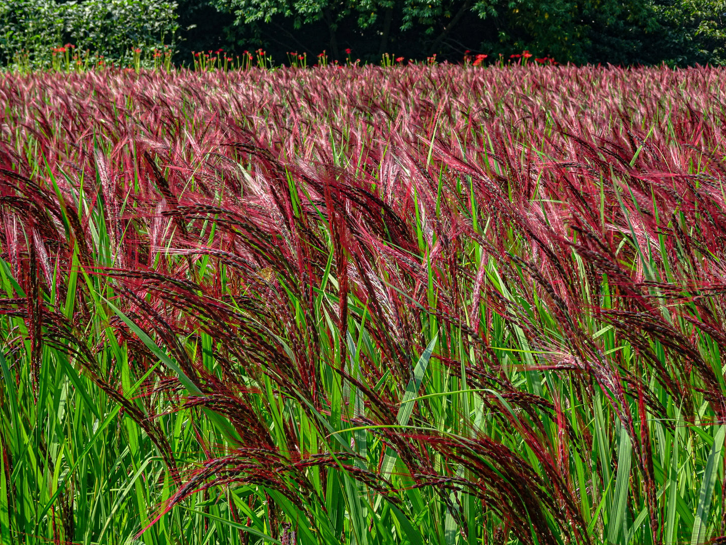 10 RED MAIDEN GRASS Miscanthus Sinensis Plumes Ornamental Flower Seeds