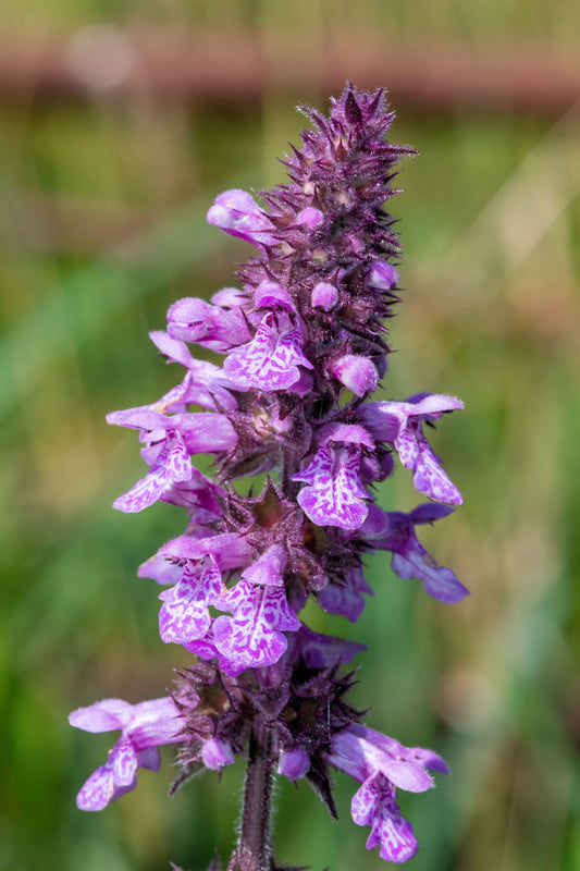 25 Marsh WOUNDWORT Hedge Nettle Stachys Palustris Herb Purple Flower Seeds Moist