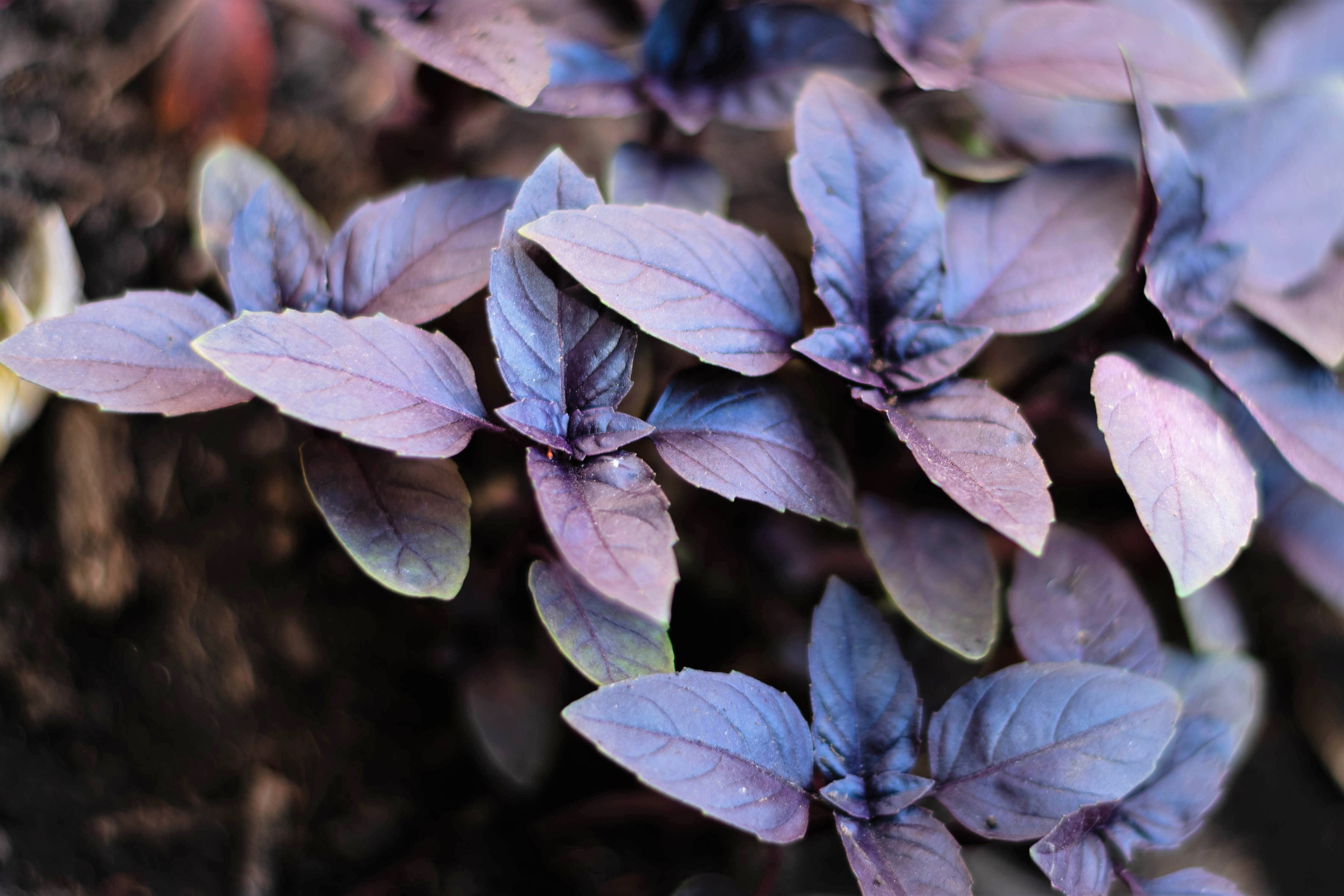 200 Purple Krishna Tulsi HOLY BASIL Ocimum Sanctum Tenuiflorum Herb Flower Seeds