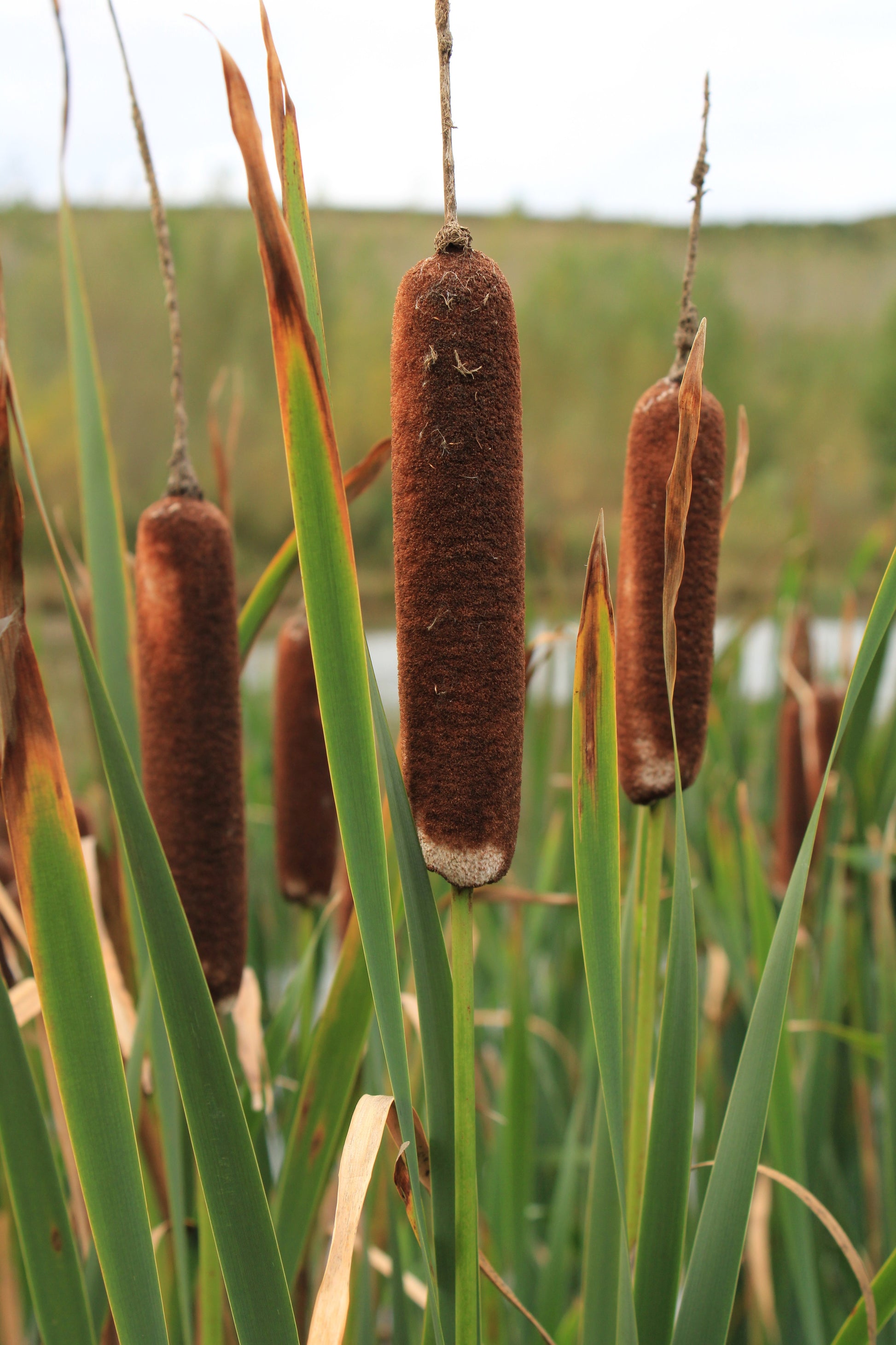 cattails plant seeds 50 CATTAILS Cat Tails Typha Latifolia Water Pond Grass Flower Seeds