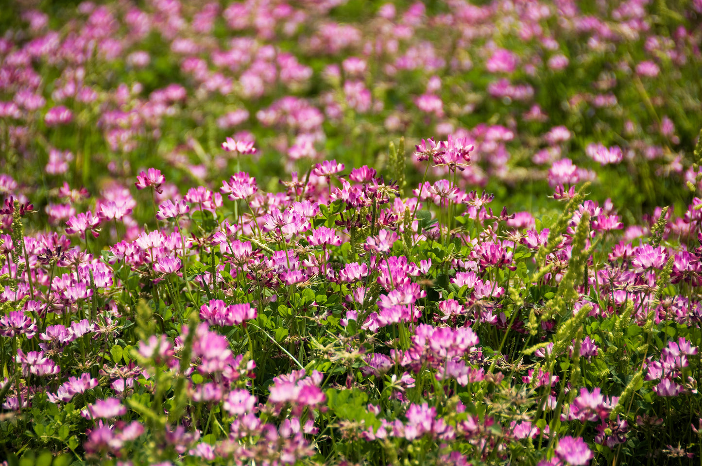 50 MILK VETCH Astragalus Sinicus Pink Purple Flower Ground Cover Legume Seeds