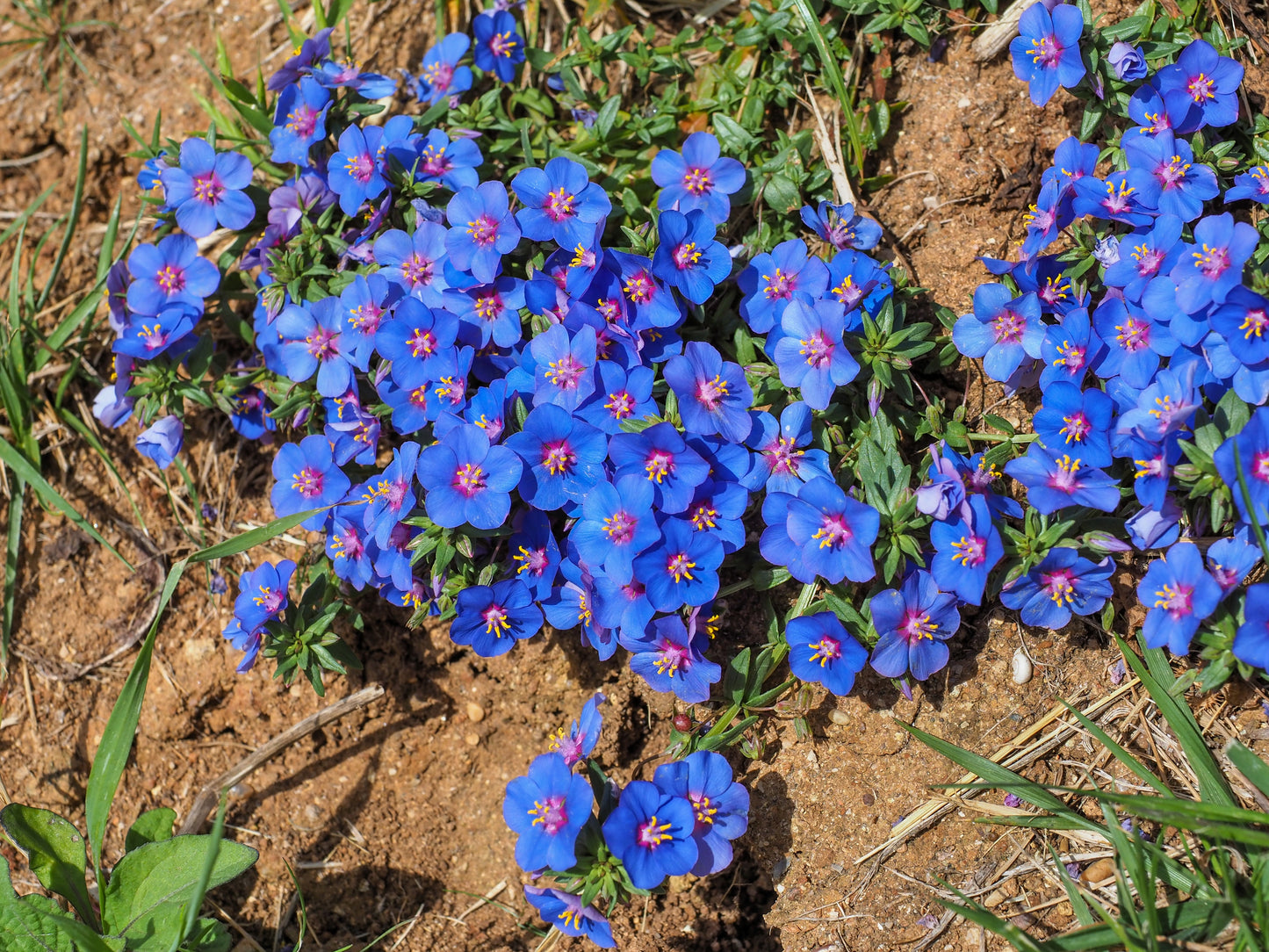 100 BLUE & SCARLET PIMPERNEL Anagallis Monellii Anagallis Arvensis Flower Seeds