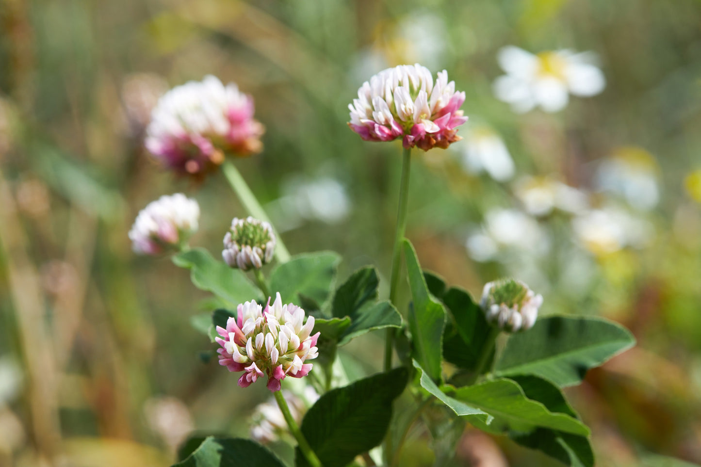 1500 ALSIKE CLOVER Trifolium Hybridum Pink & White Flower Legume Seeds