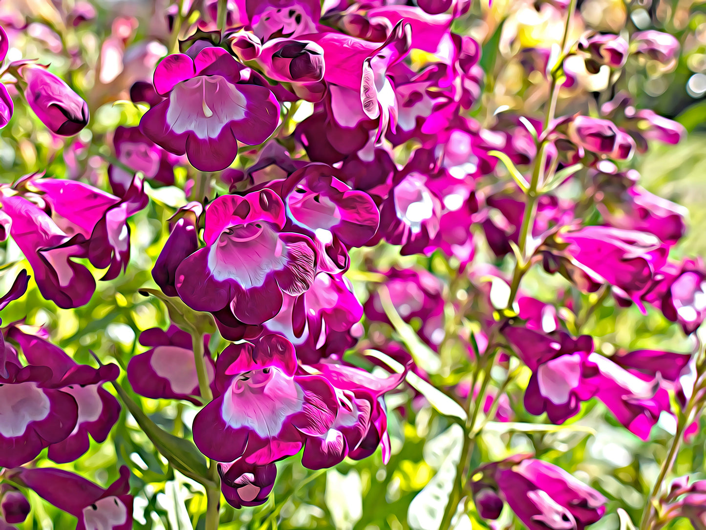 100 SENSATION MIX PENSTEMON Hartwegii Beardtongue Mixed Colors Two Tone Red, Pink, White, Purple, White Flower Seeds