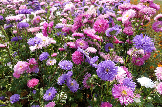 50 Mixed OSTRICH PLUME ASTER Feather Spider Callistephus Chinensis Flower Seeds