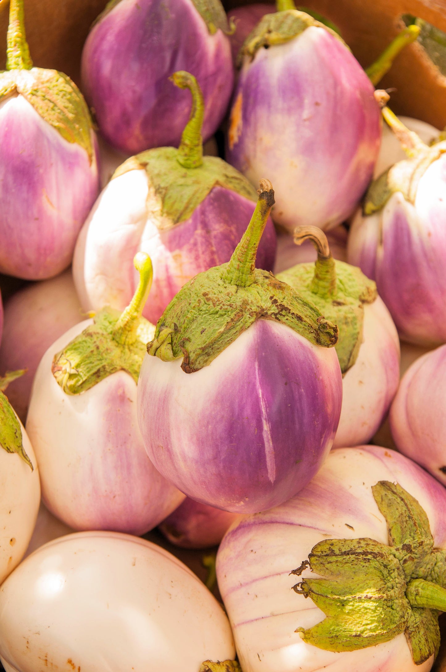 rosa bianca eggplant seeds 50 Organic Italian EGGPLANT ROSA BIANCA Solanum Melongena Esculentum V – Seedville USA