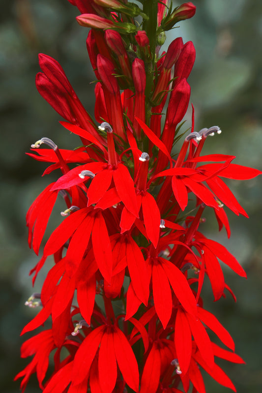 300 CARDINAL FLOWER LOBELIA Cardinalis Flower Seeds