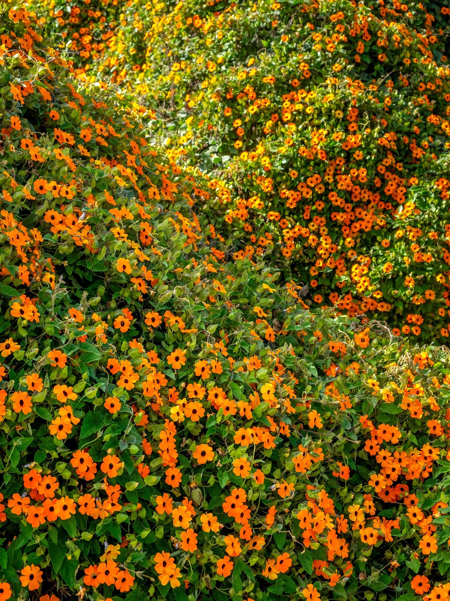 30 BLACK Eyed SUSAN VINE Thunbergia Alata Orange Yellow Black Flower Seeds