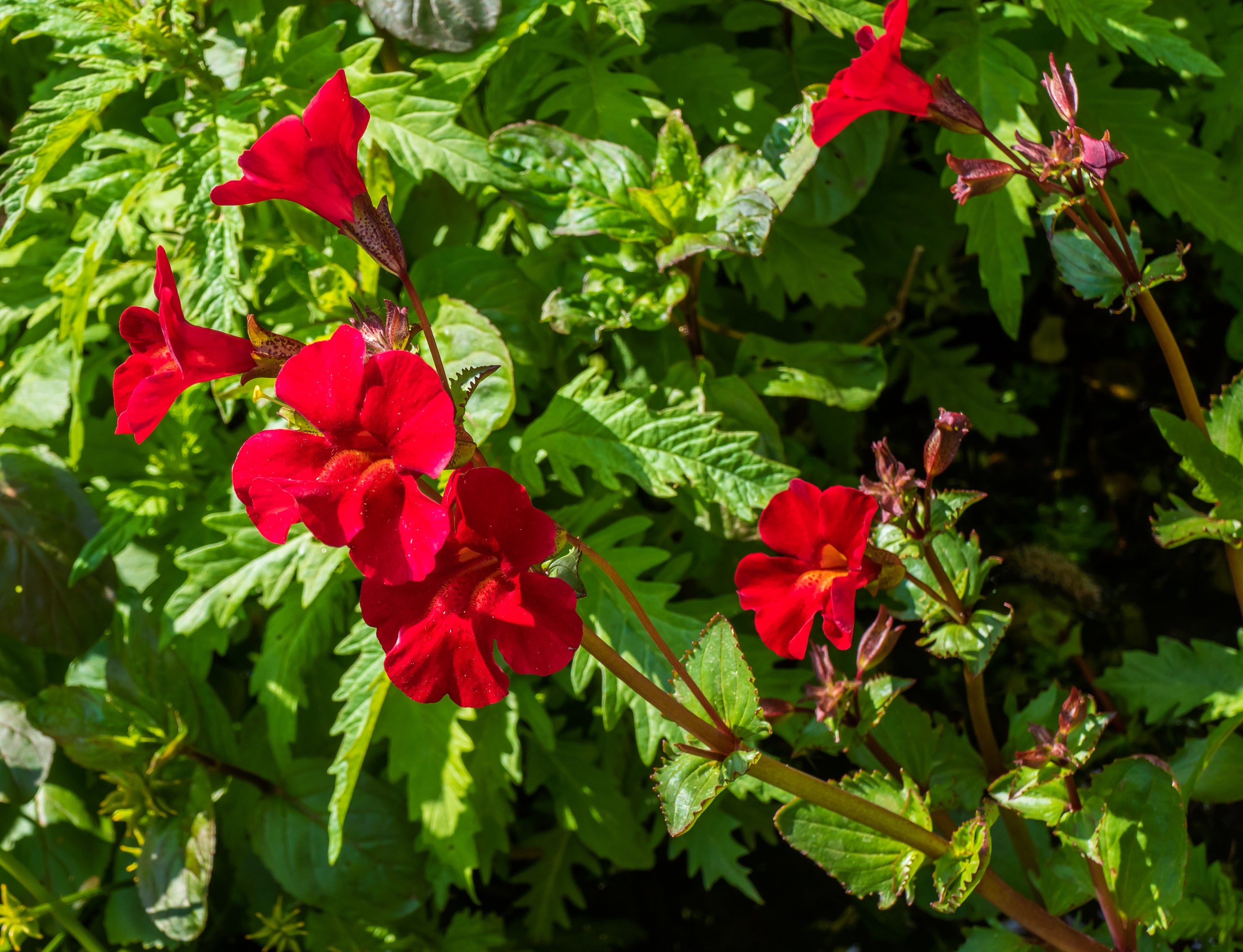 100 Twinkle RED MONKEY FLOWER Mimulus Seeds – Seedville USA