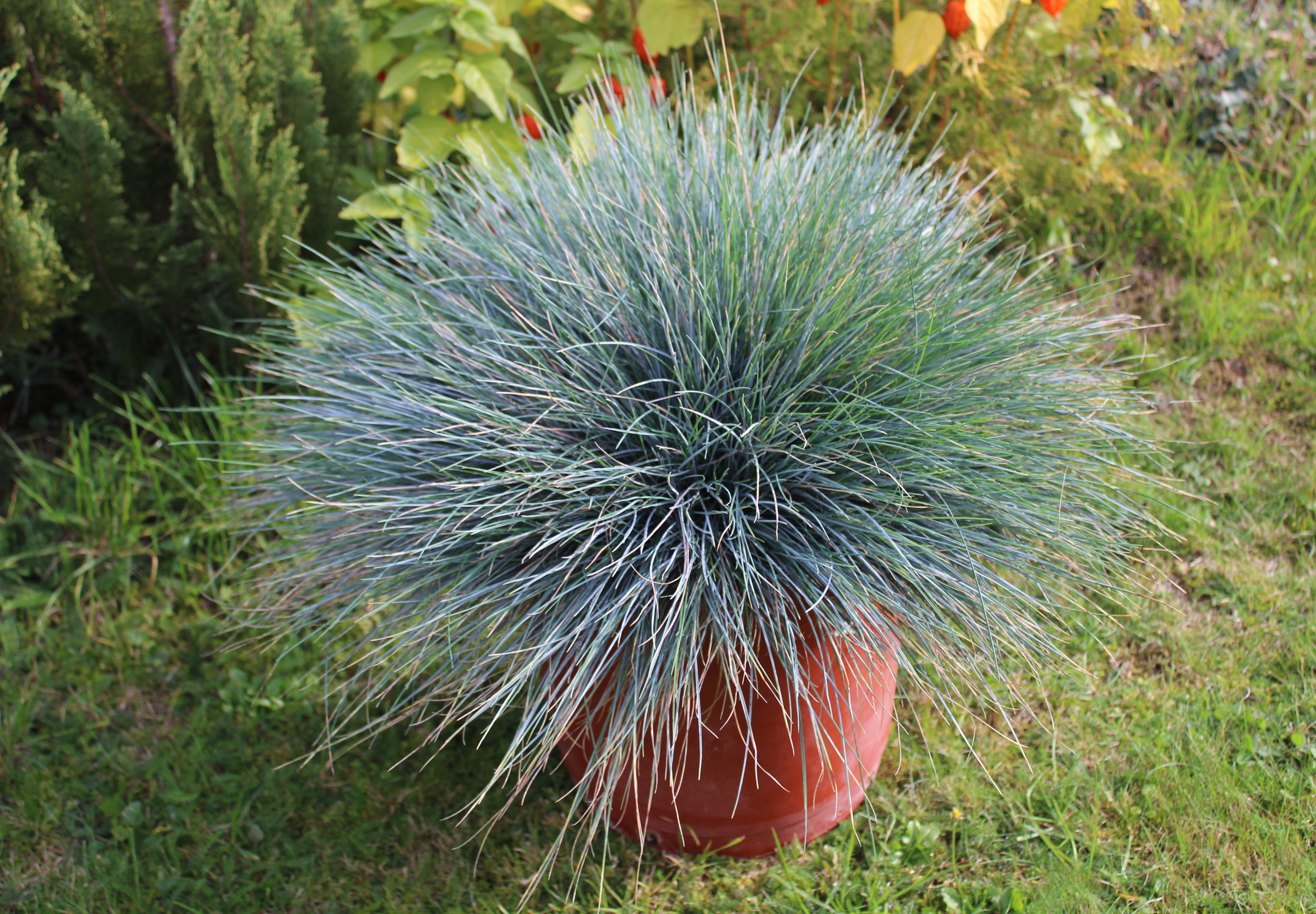 Seedville Sheep's Fescue Grass