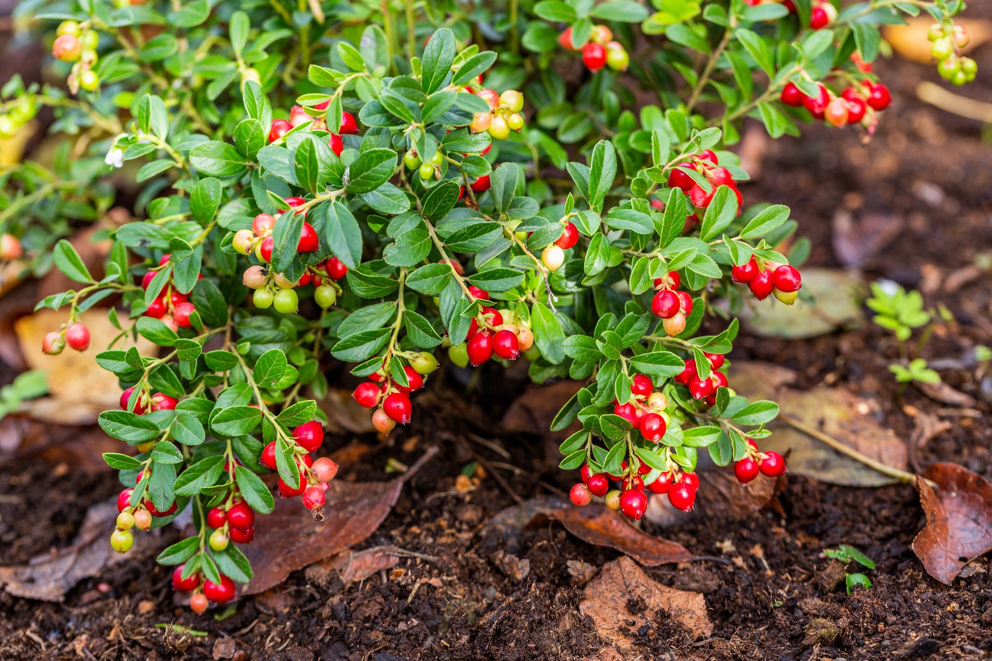 100 Perennial CRANBERRY American Vaccinium Macrocarpon Red Fruit Bush   Seedville USA