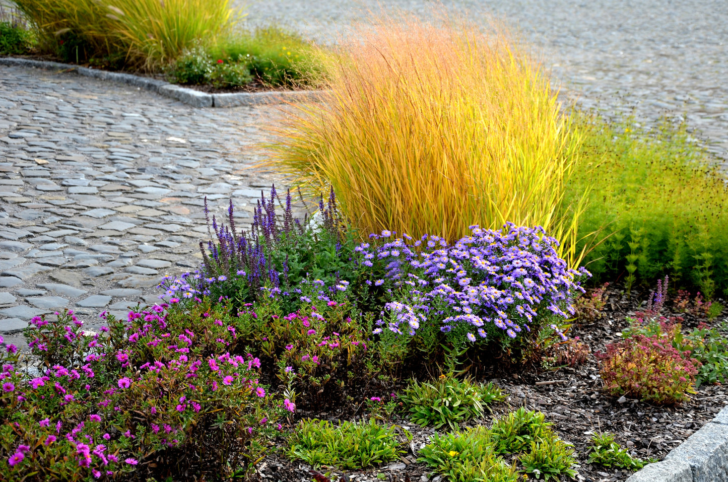 30 Violet PANIC GRASS Panicum Miliaceum Violaceum Ornamental Purple Millet Seeds