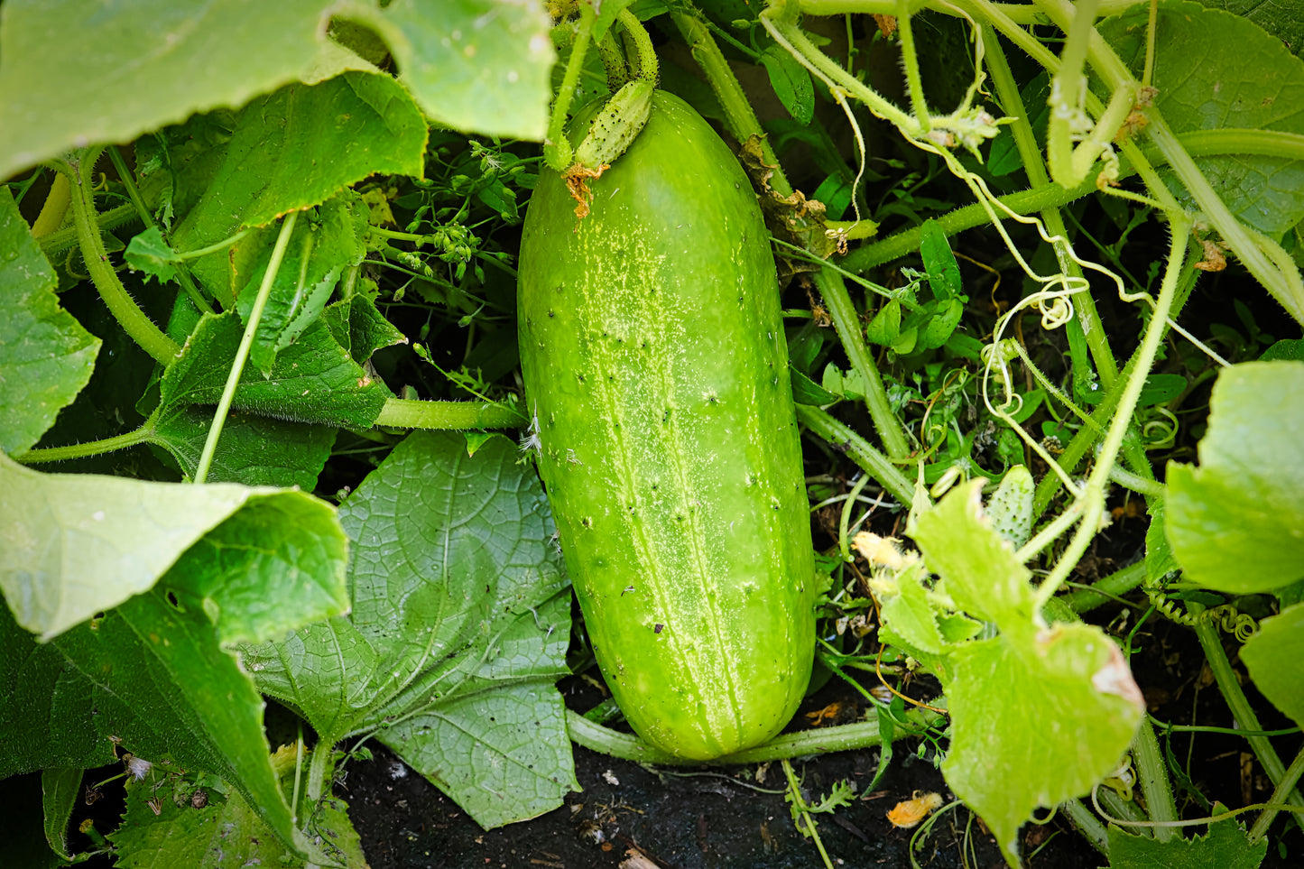 150 BOSTON PICKLING CUCUMBER Heirloom Cucumis Sativus Fruit Vegetable Seeds